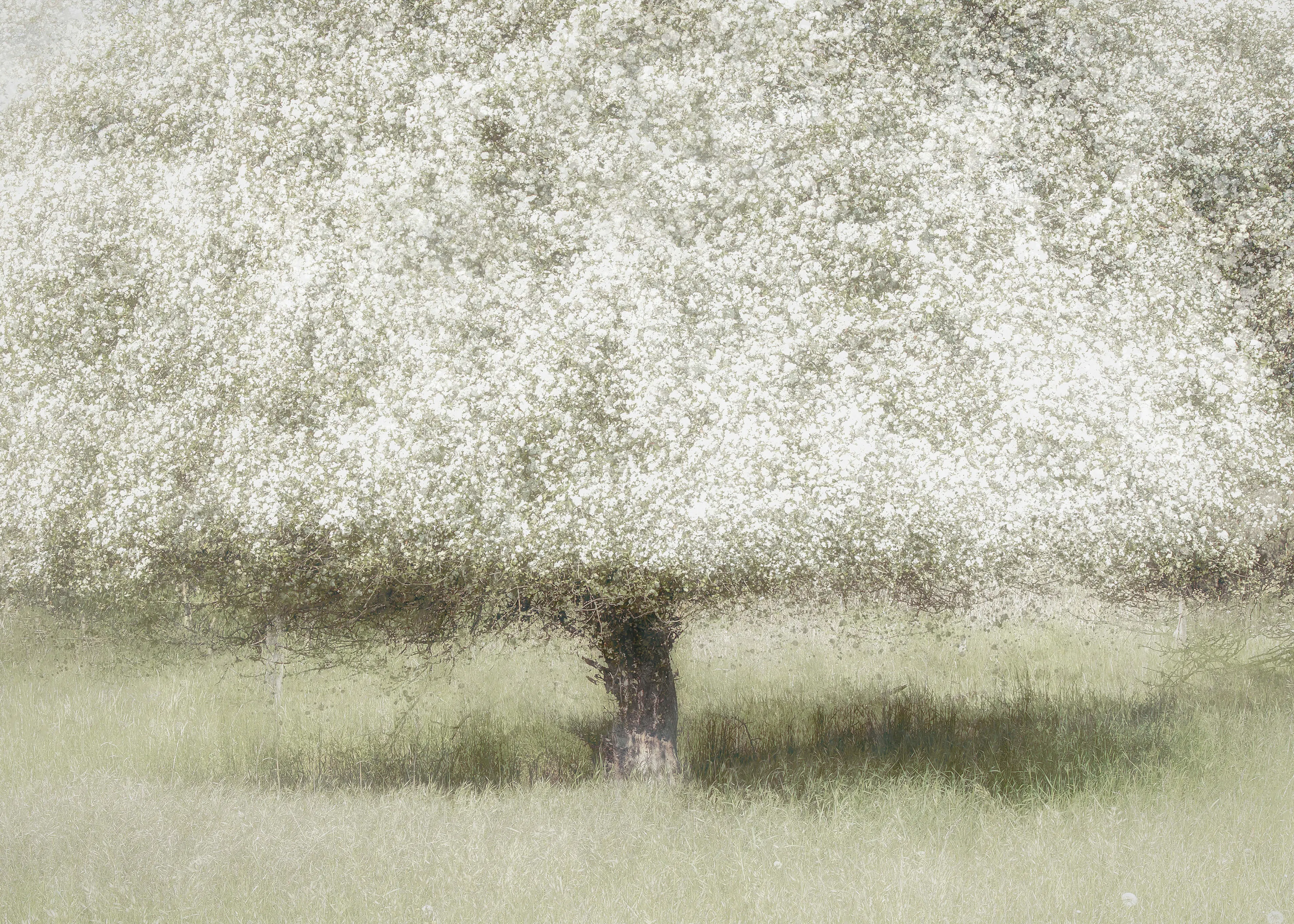 Nel Talen - In the backyard Poster 0