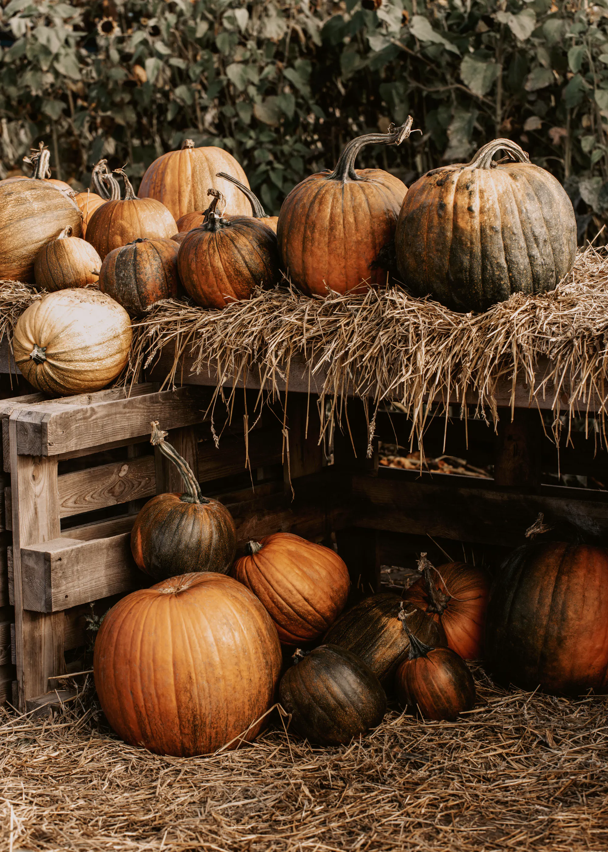 Fall Pumpkins Poster 0