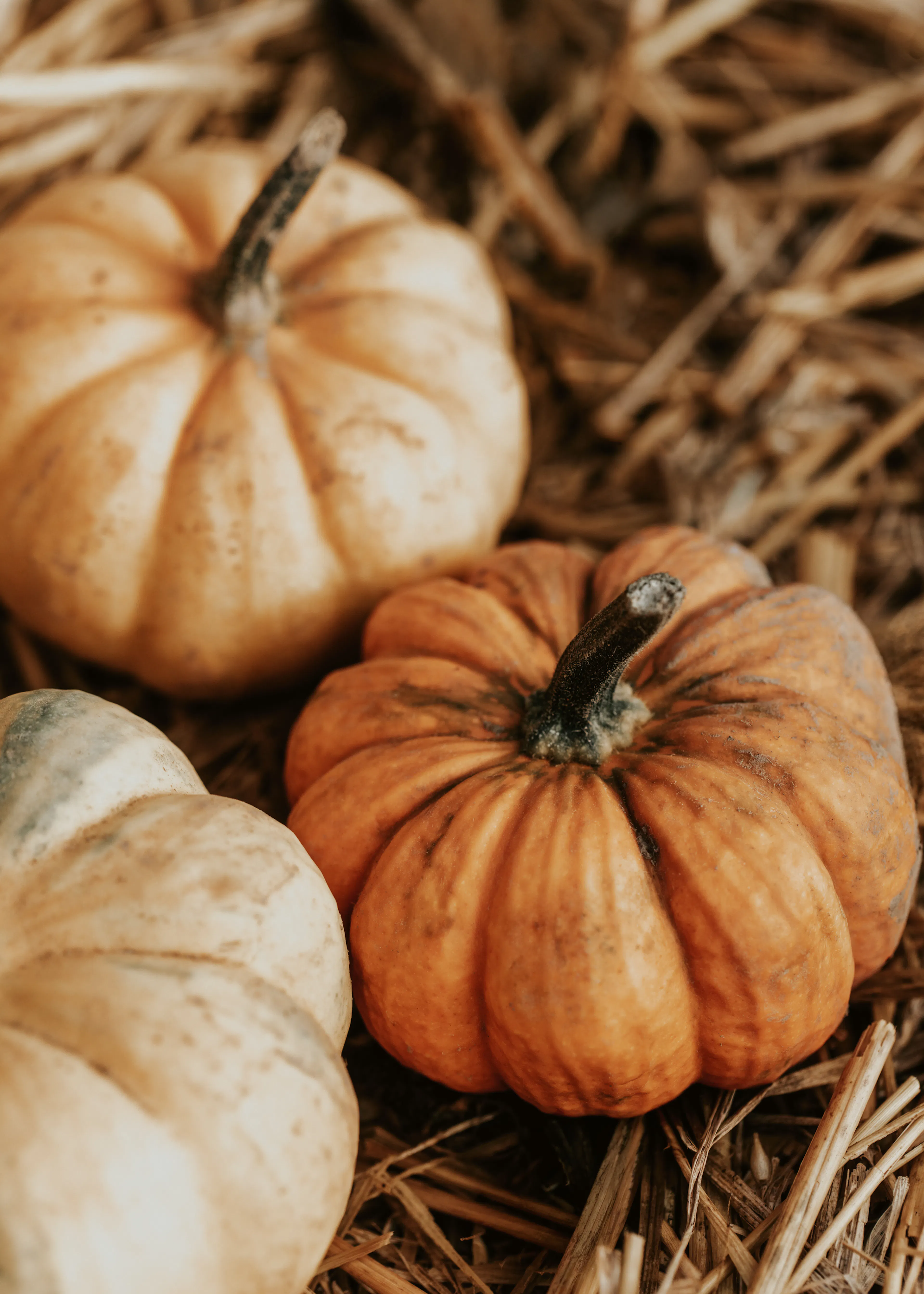 Autumn Pumpkins Harvest Poster 0