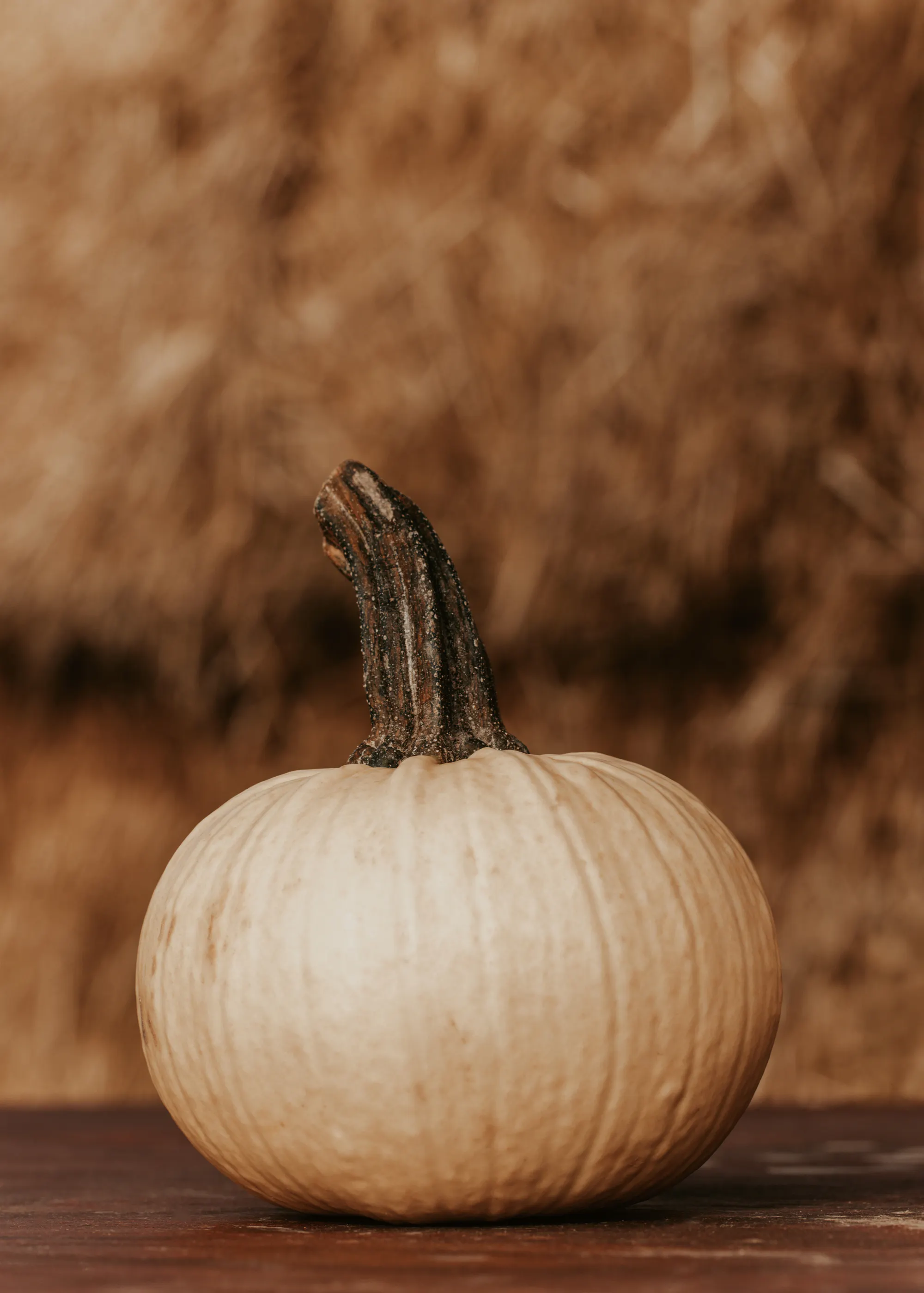 White Pumpkin Harvest Poster 0