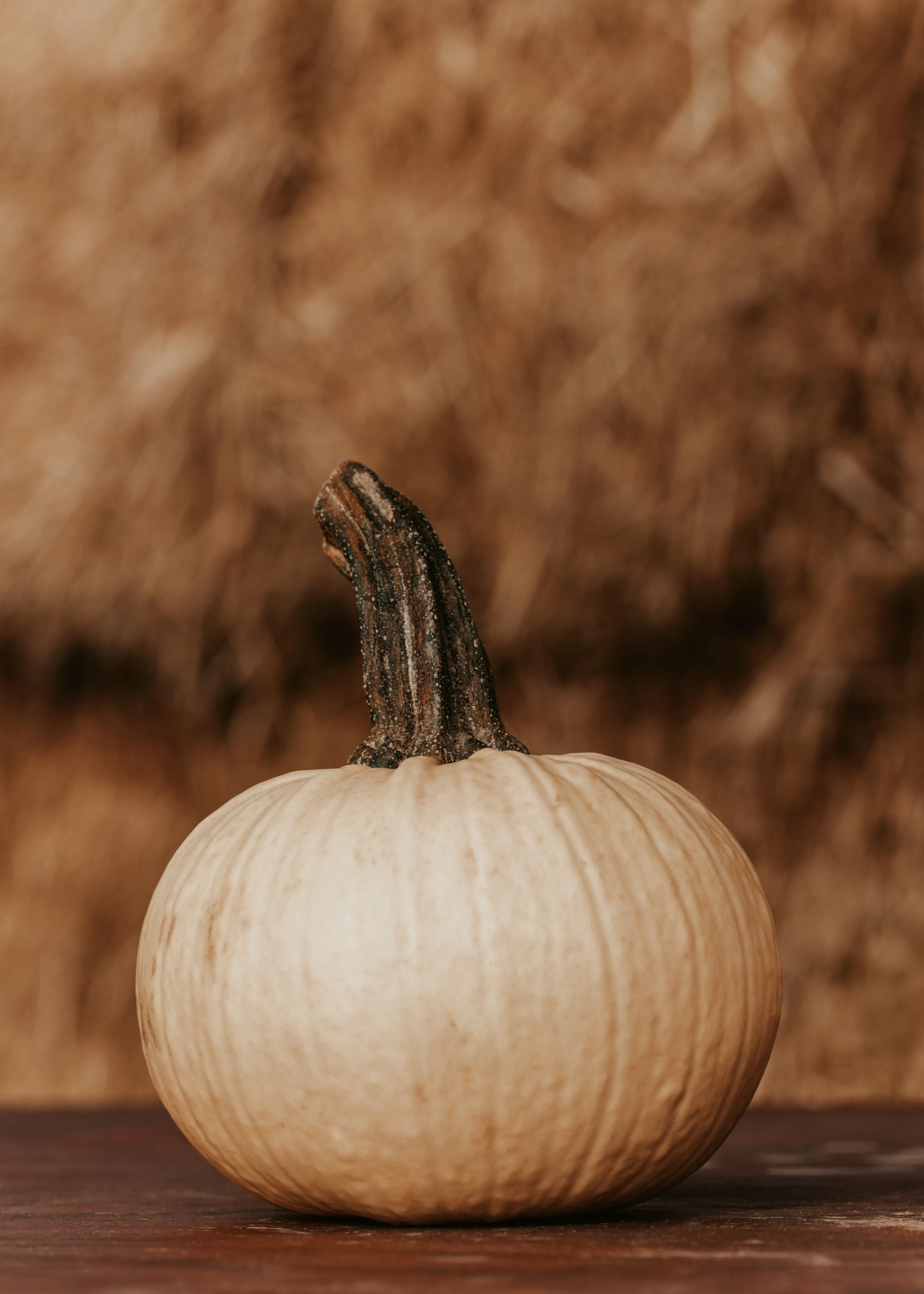White Pumpkin Harvest Poster 0