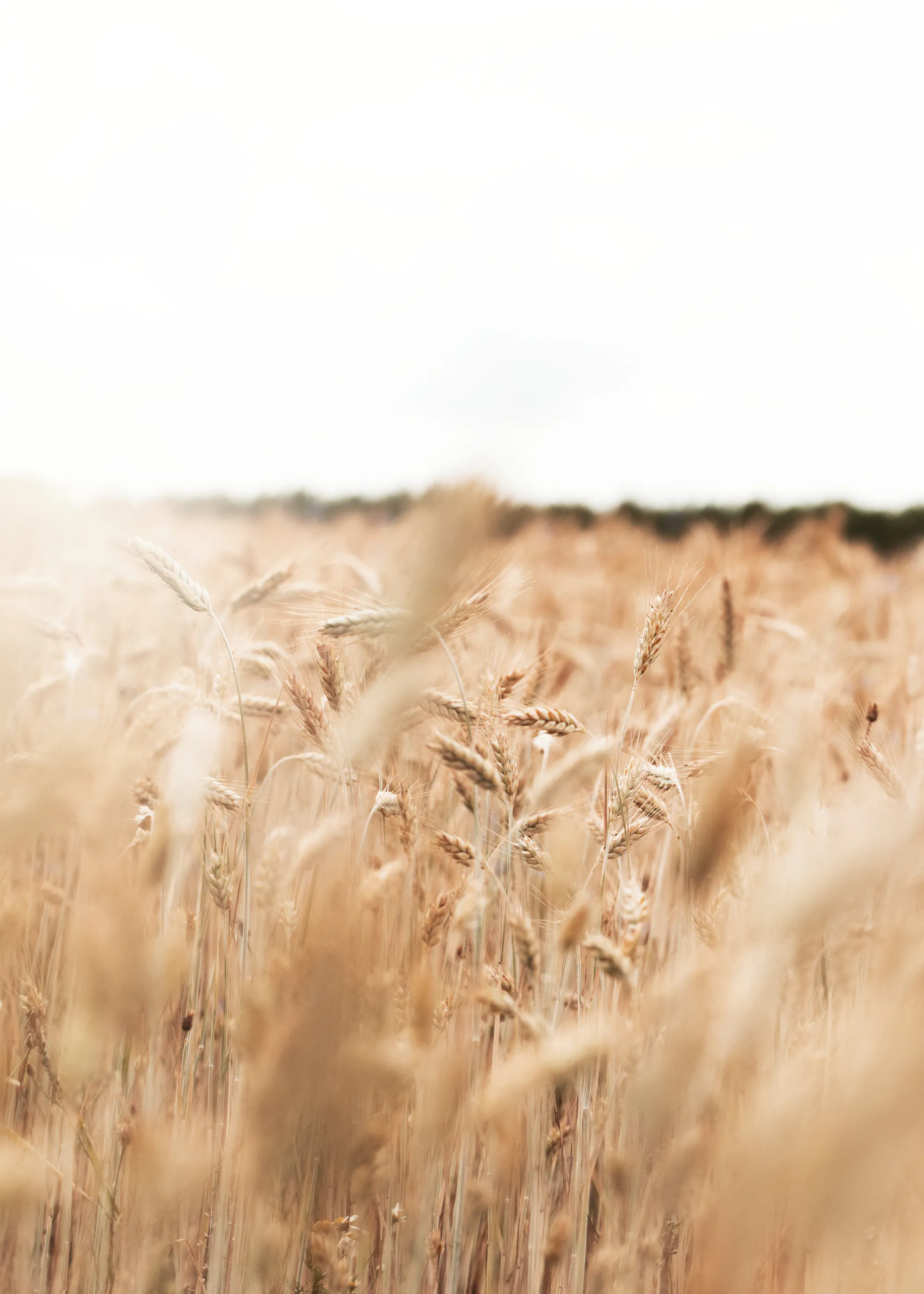 Golden Wheat Field Poster 0