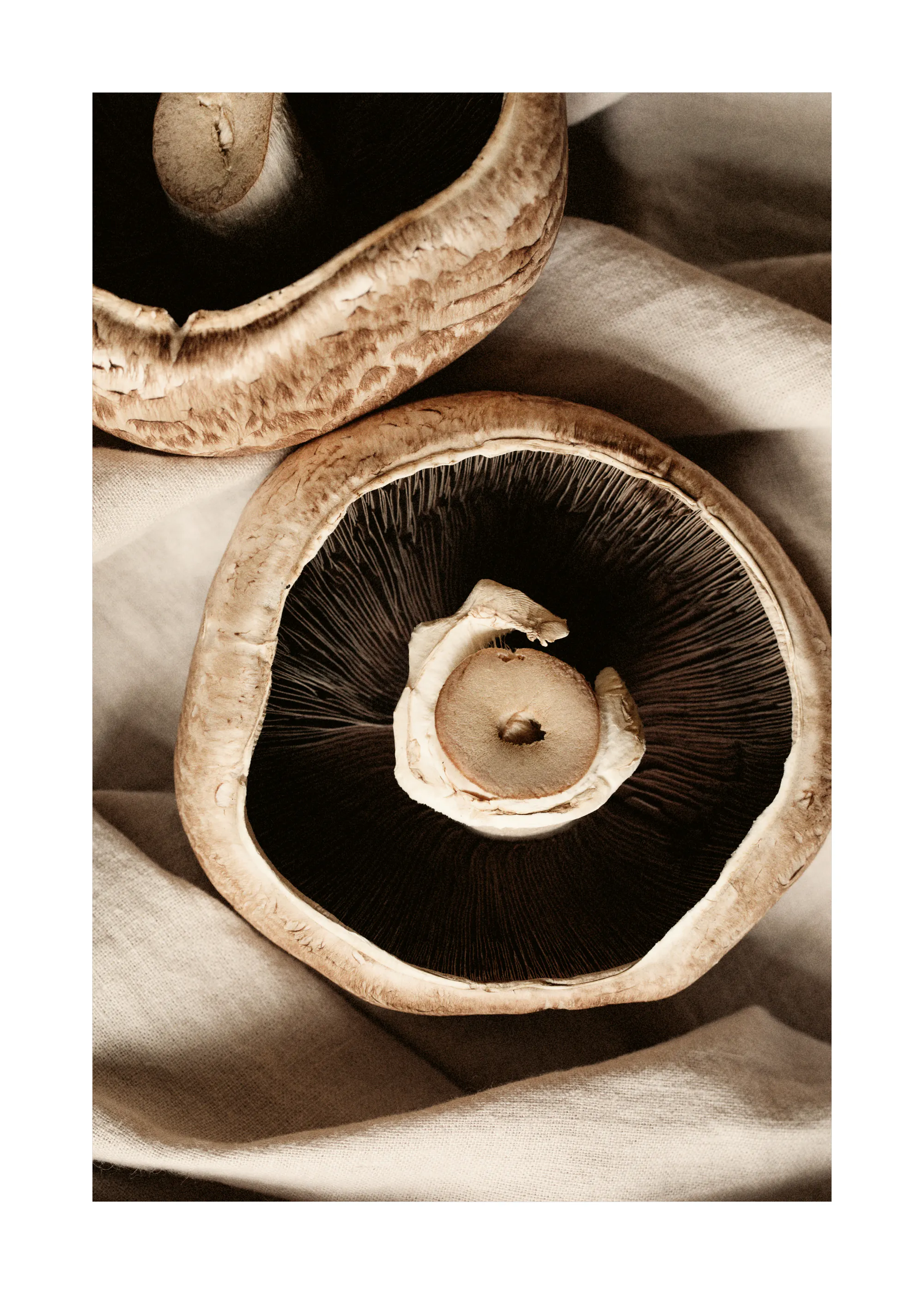 Mushroom Close-Up Poster 0