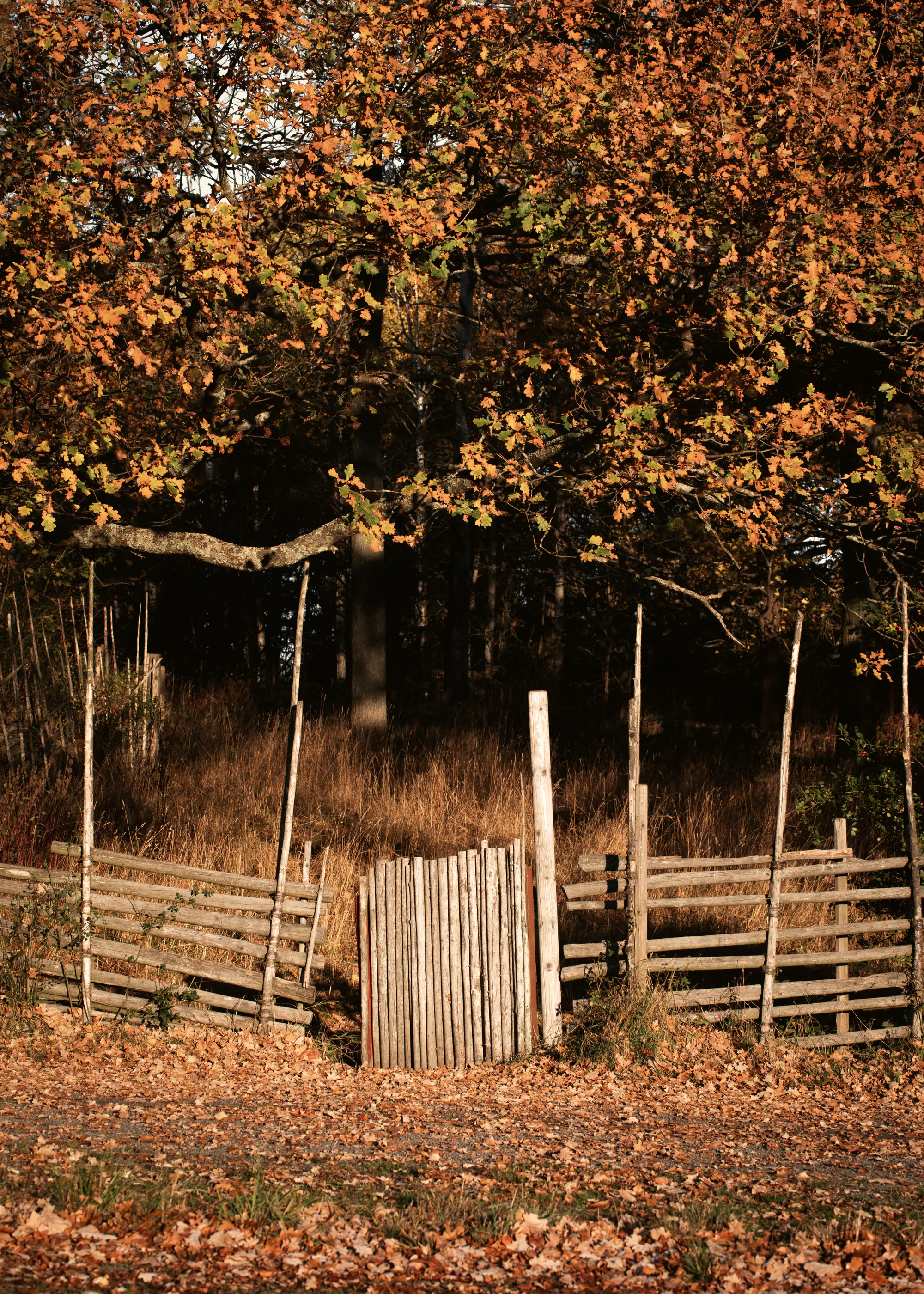 Autumn Fence Landscape Poster 0