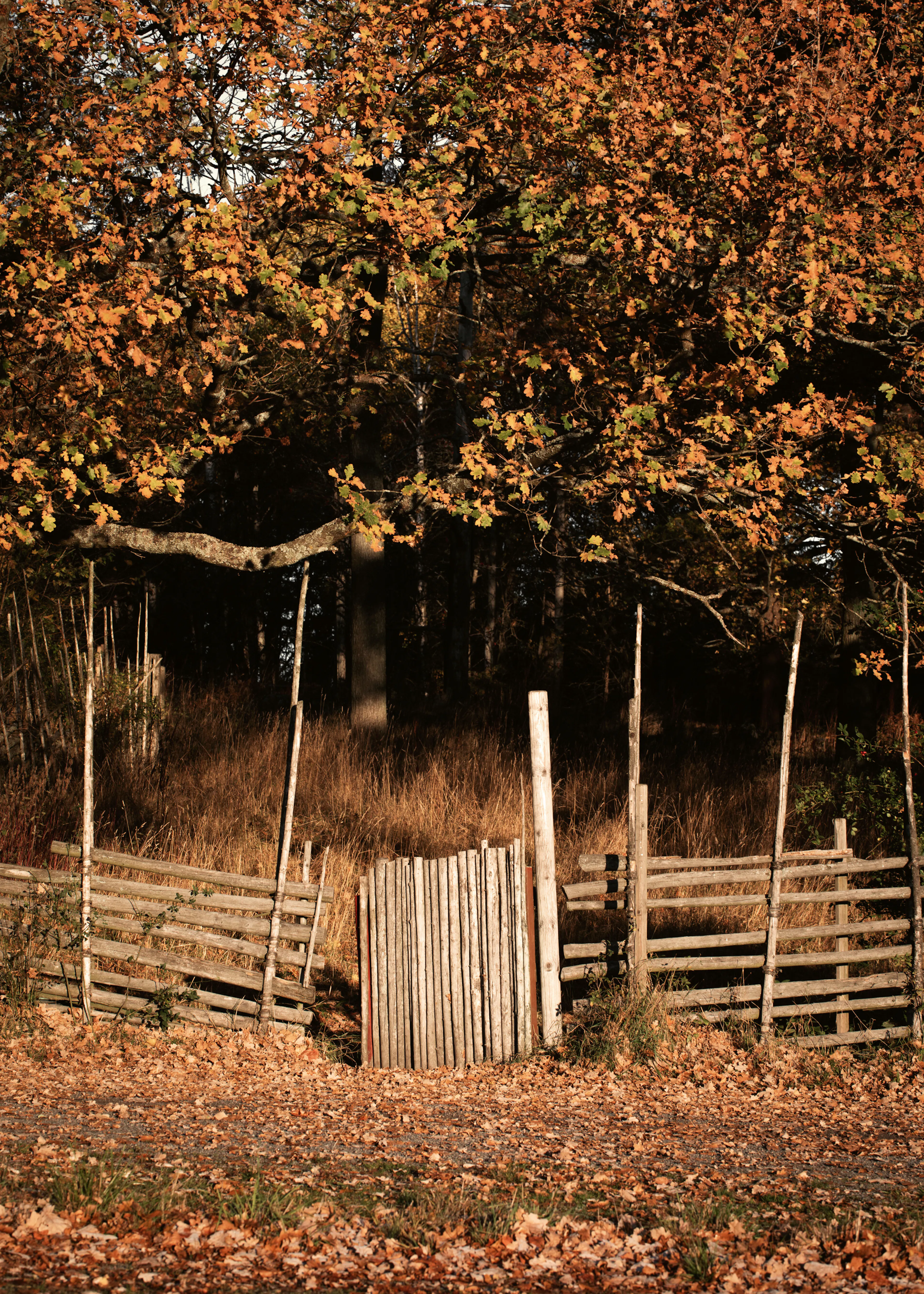 Autumn Fence Landscape Poster 0