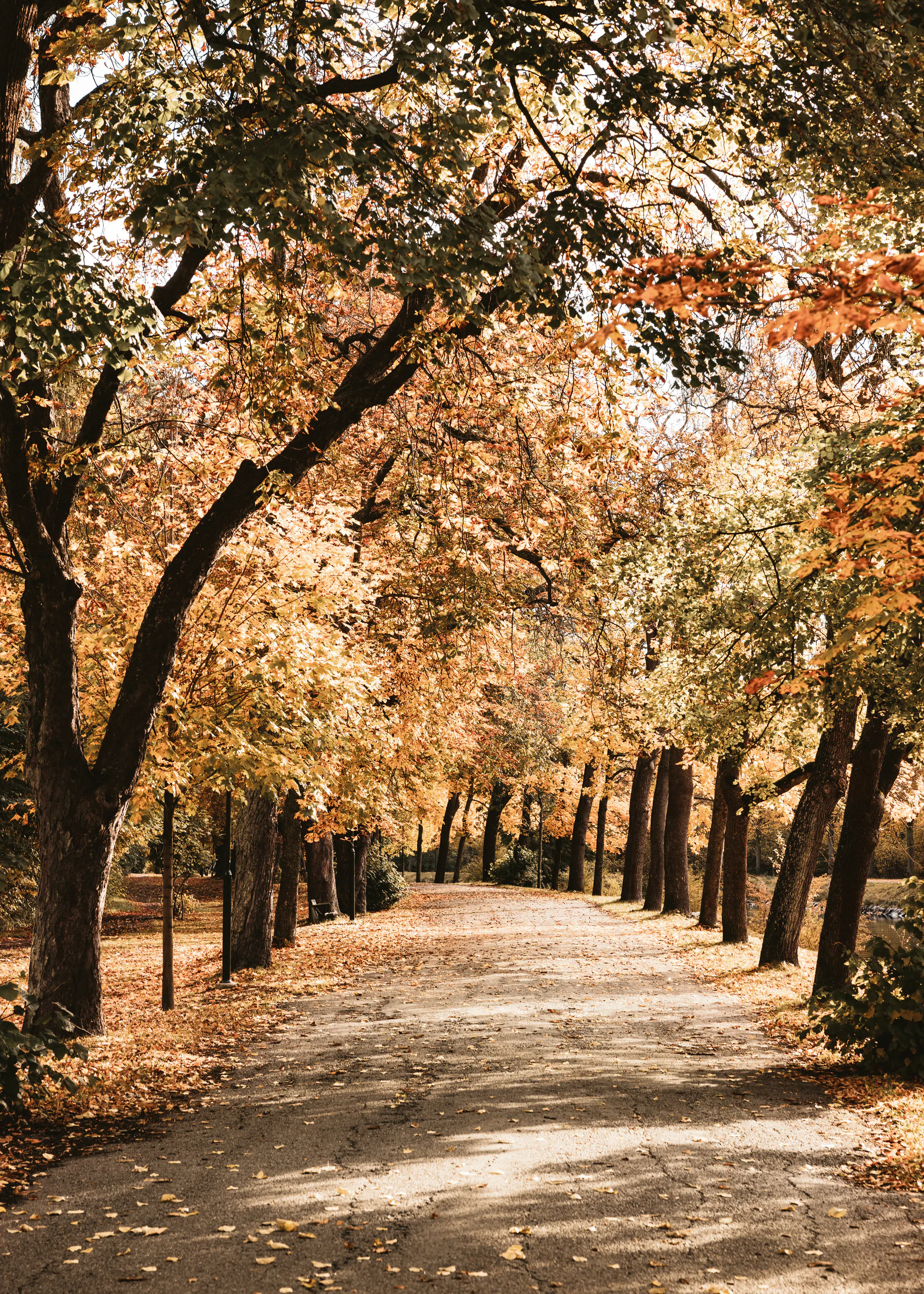 Autumn Pathway Poster 0