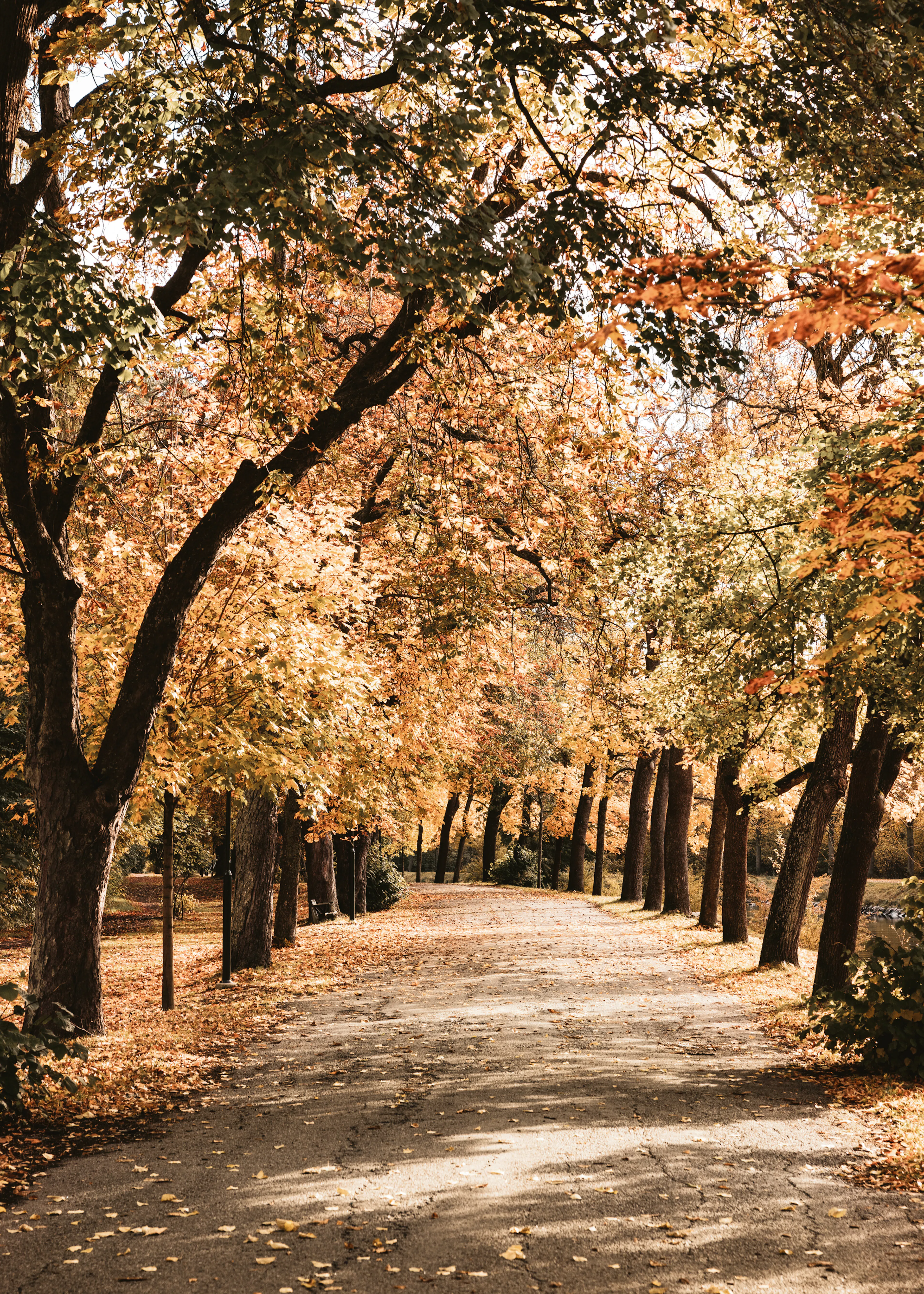 Autumn Pathway Poster 0