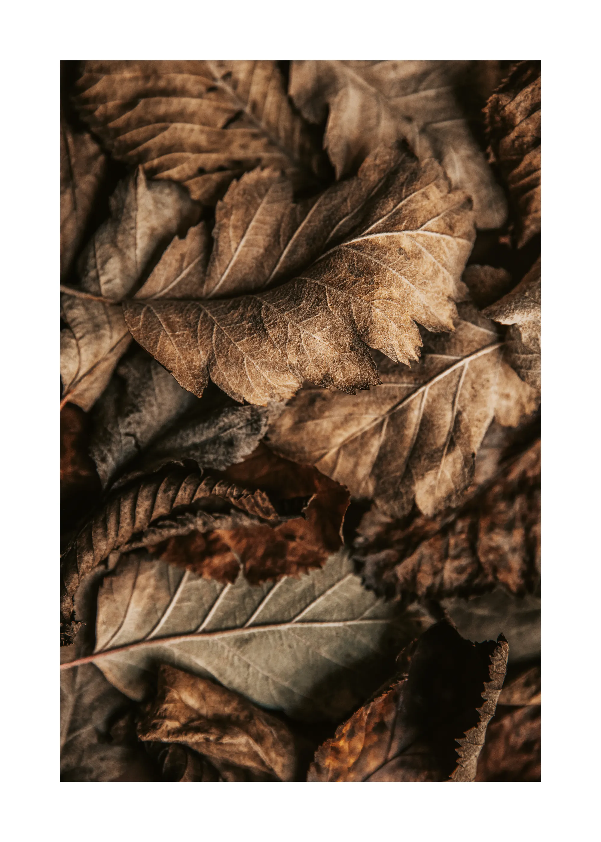 Autumn Leaves Texture Poster 0
