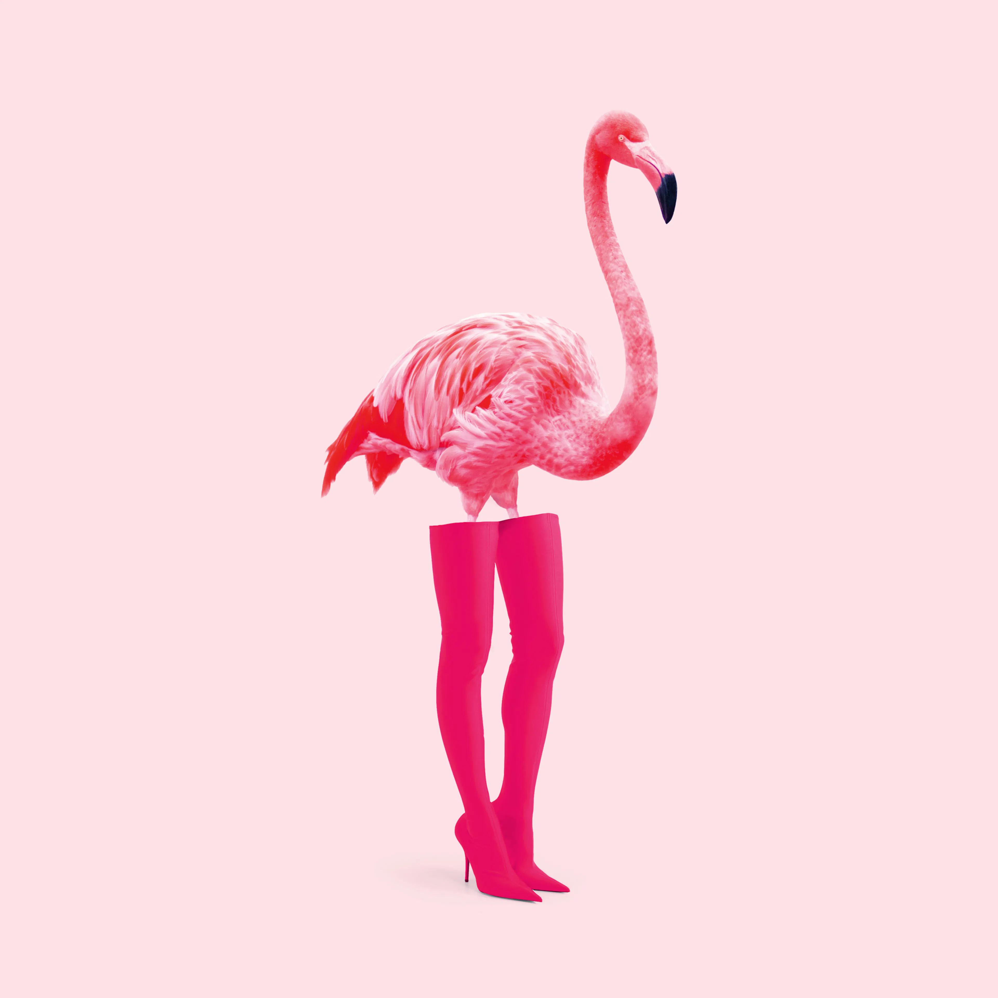 Flamingo Chic Poster 0