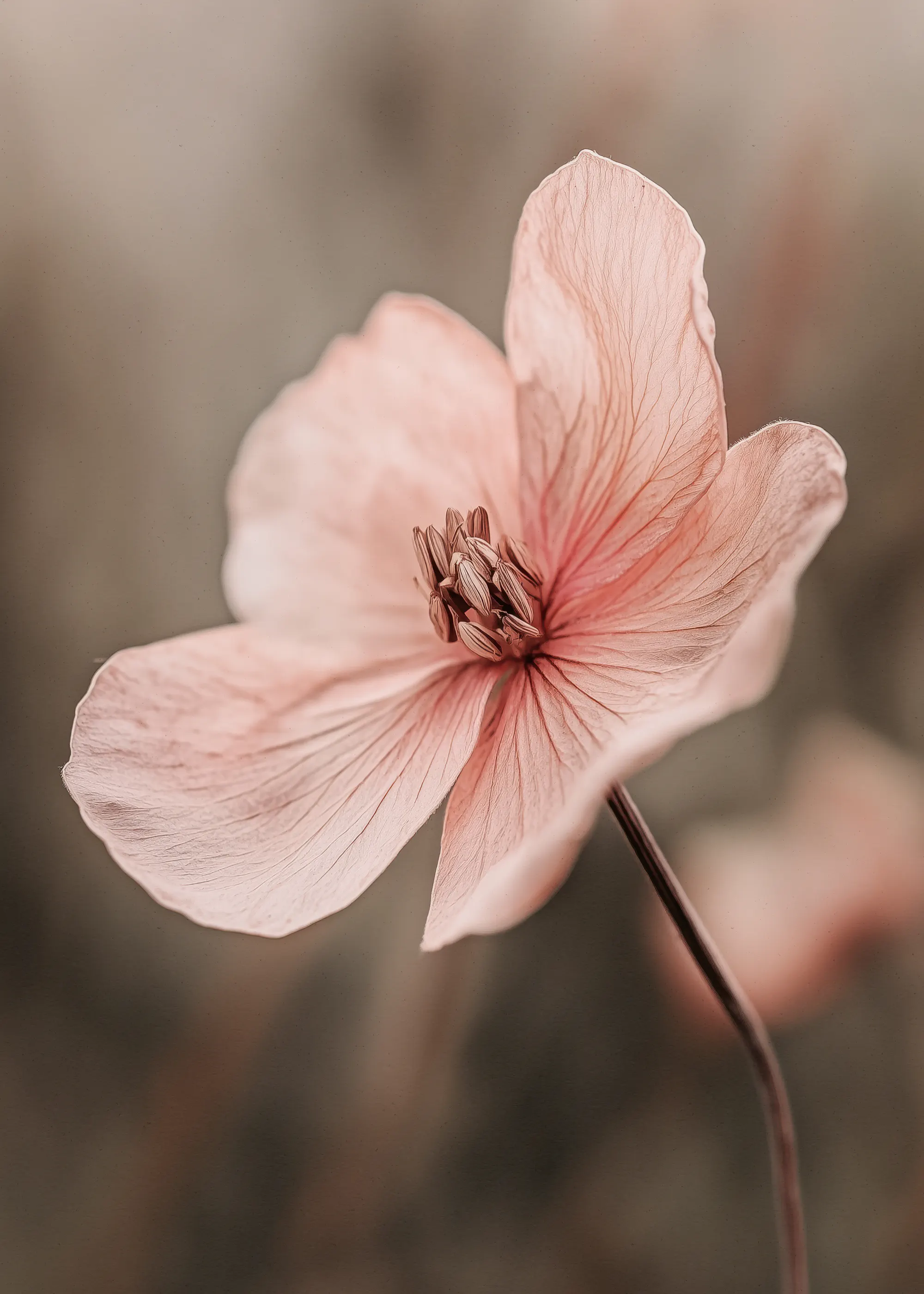 Soft Pink Delicate Bloom Poster 0