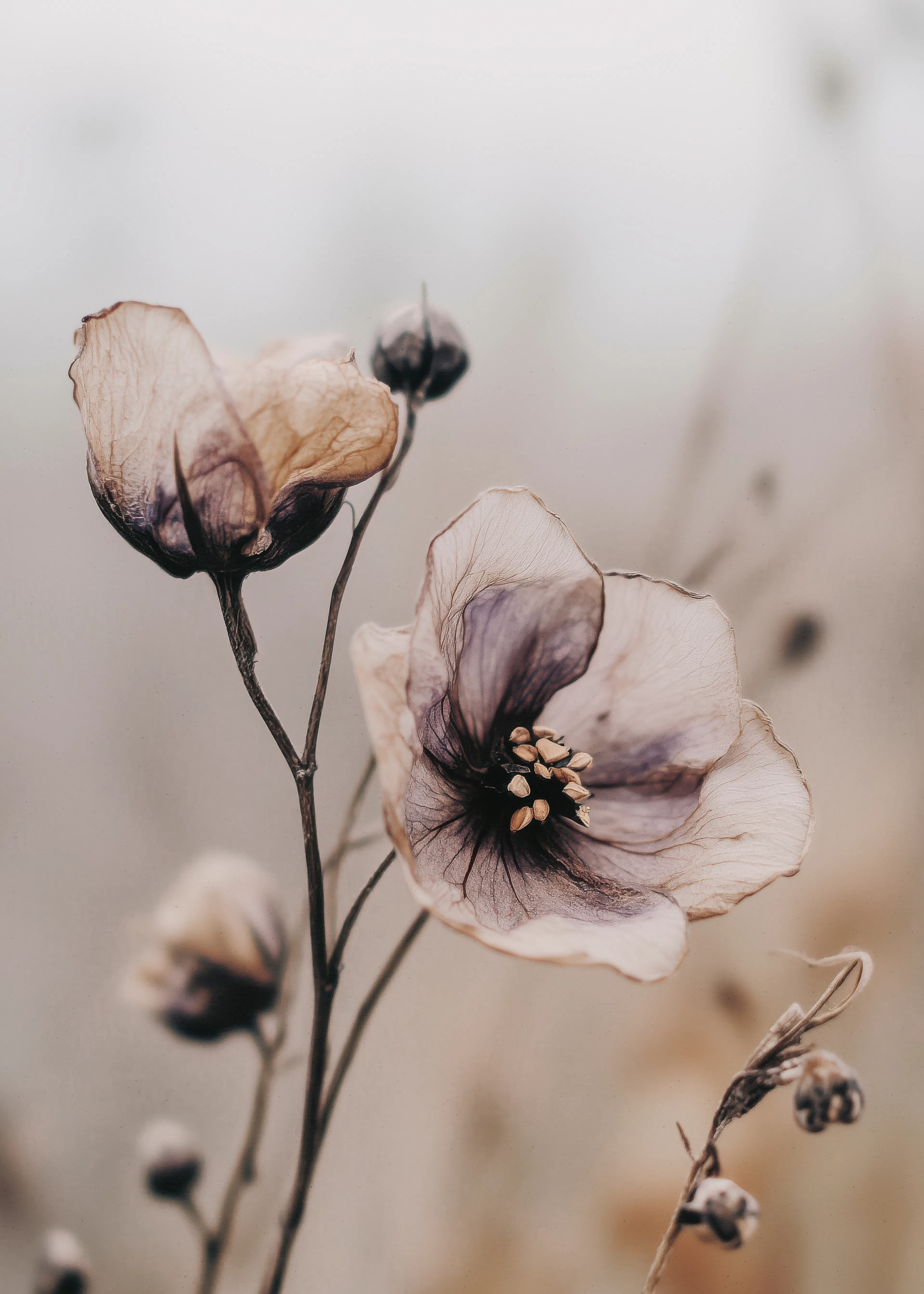 Soft Beige Delicate Blooms Poster 0