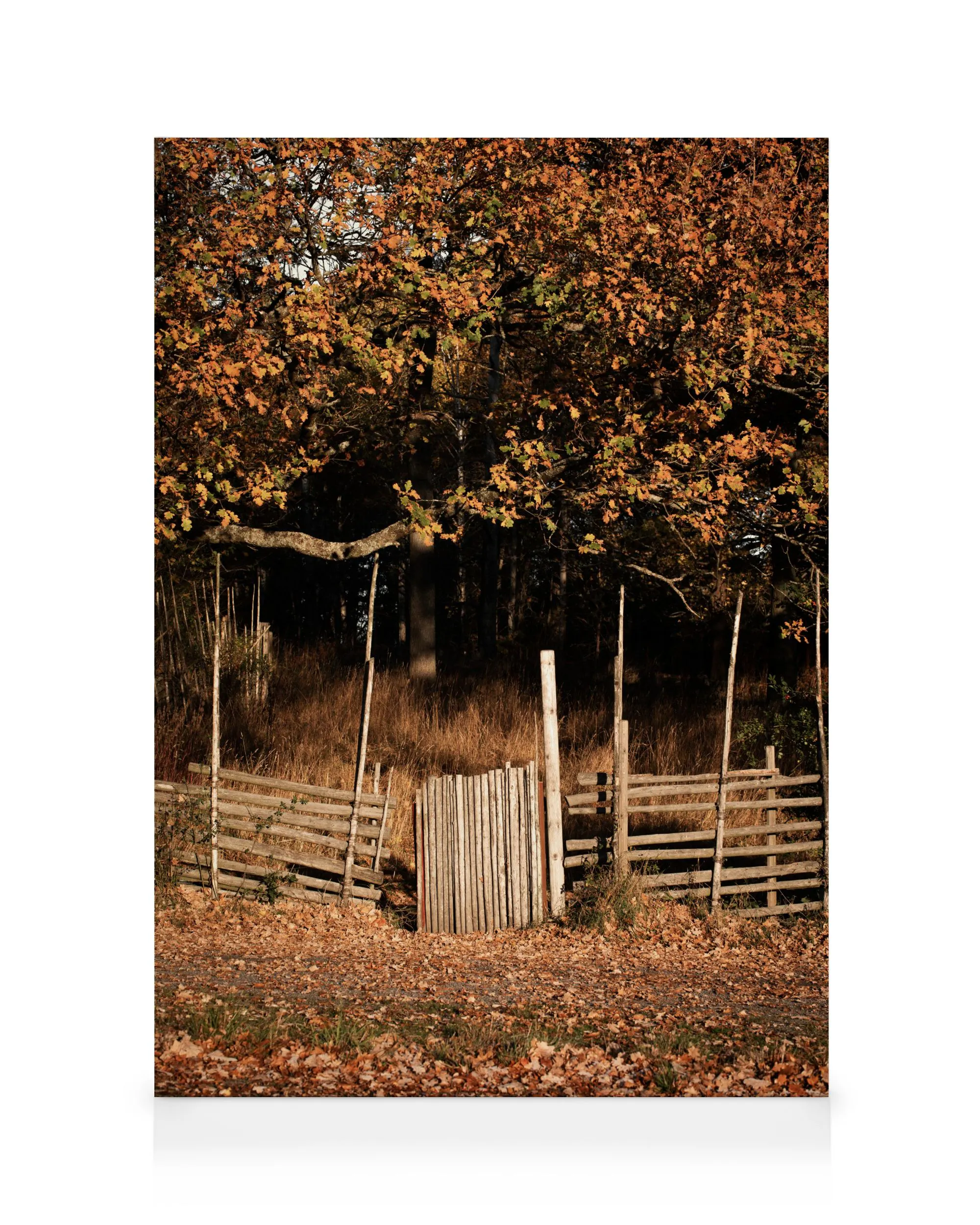 Paesaggio con Staccionata Autunnale Stampa su Tela 0