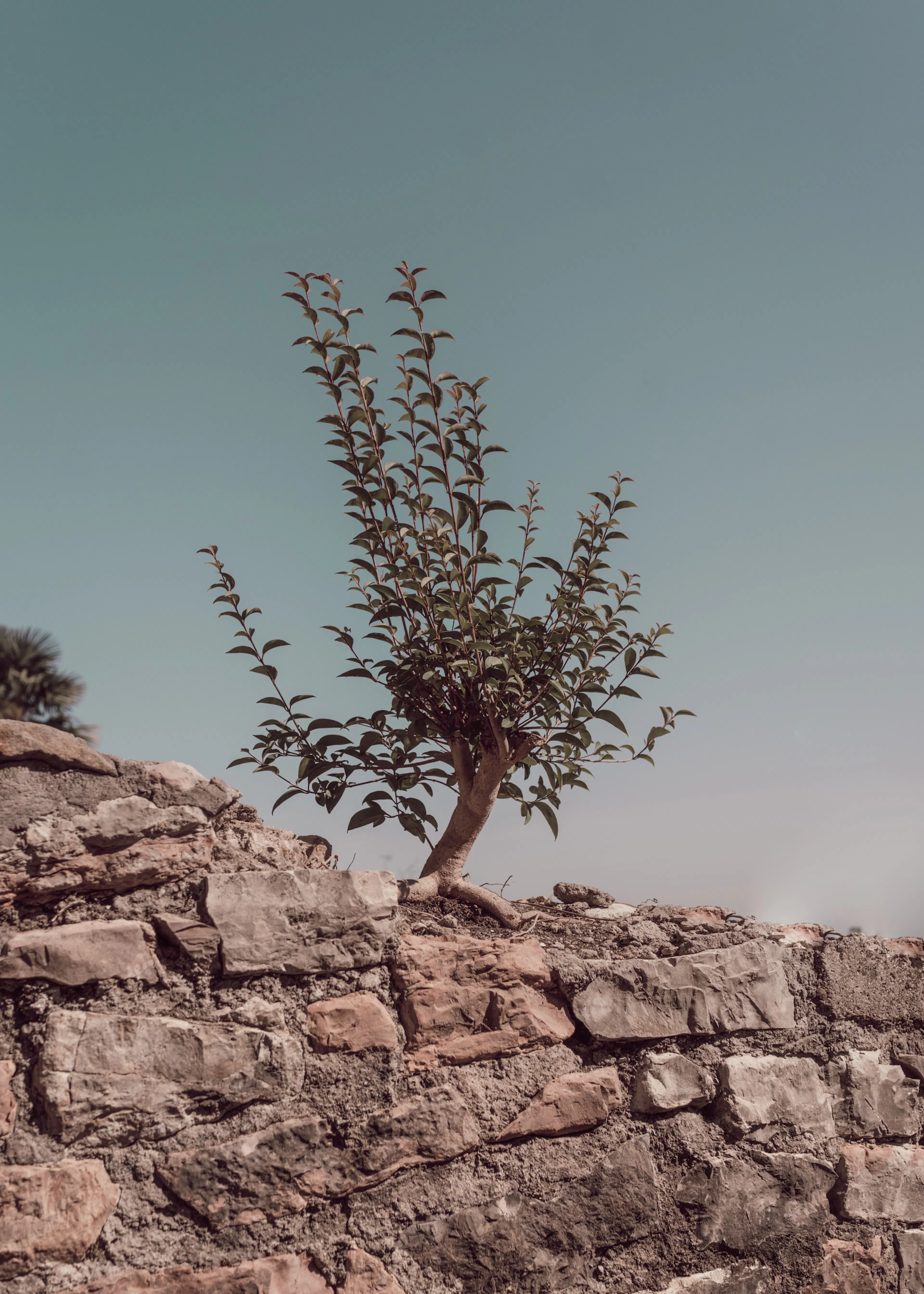 Resilient Growth Poster 0