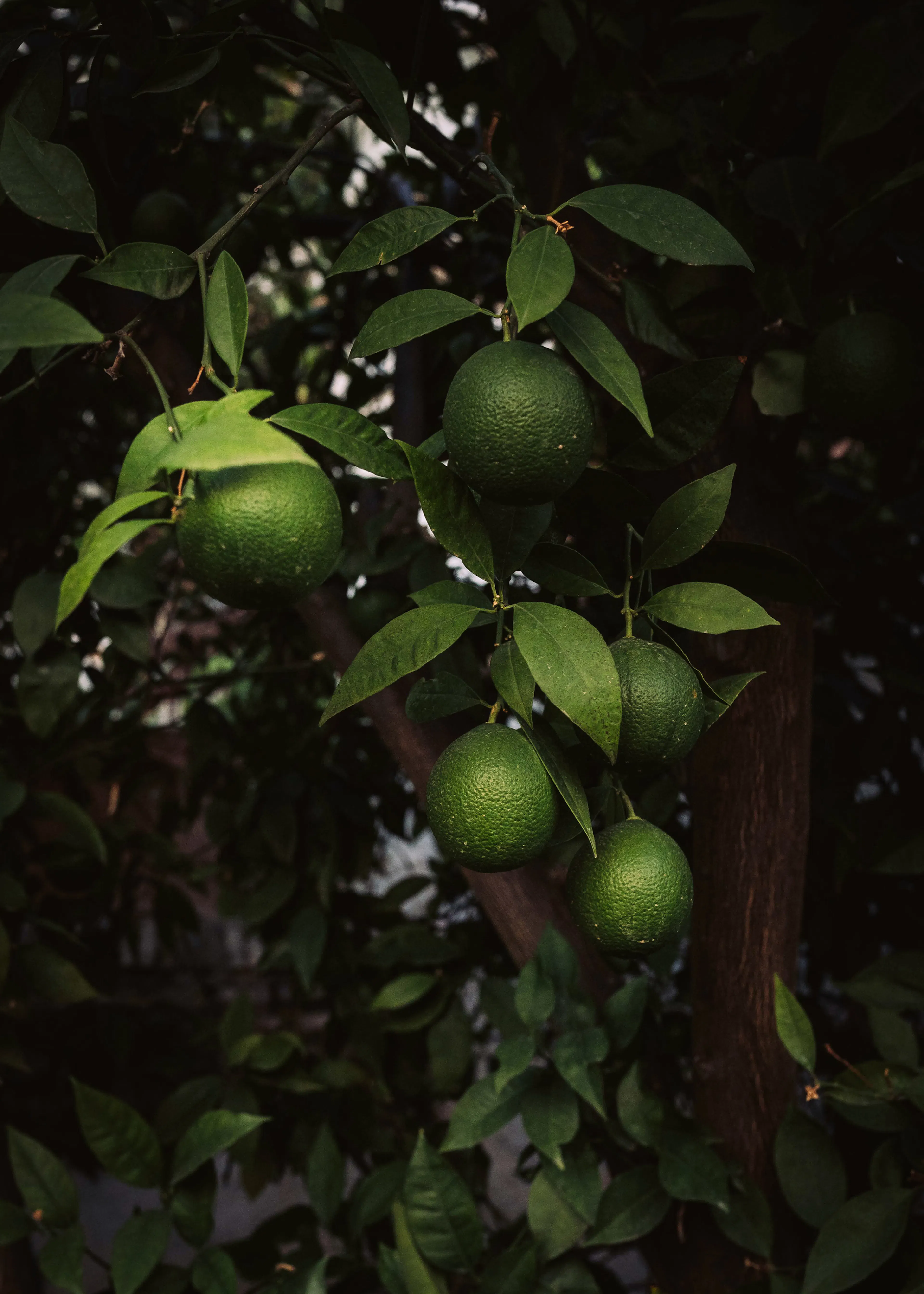 Green Fruit Cluster Poster 0