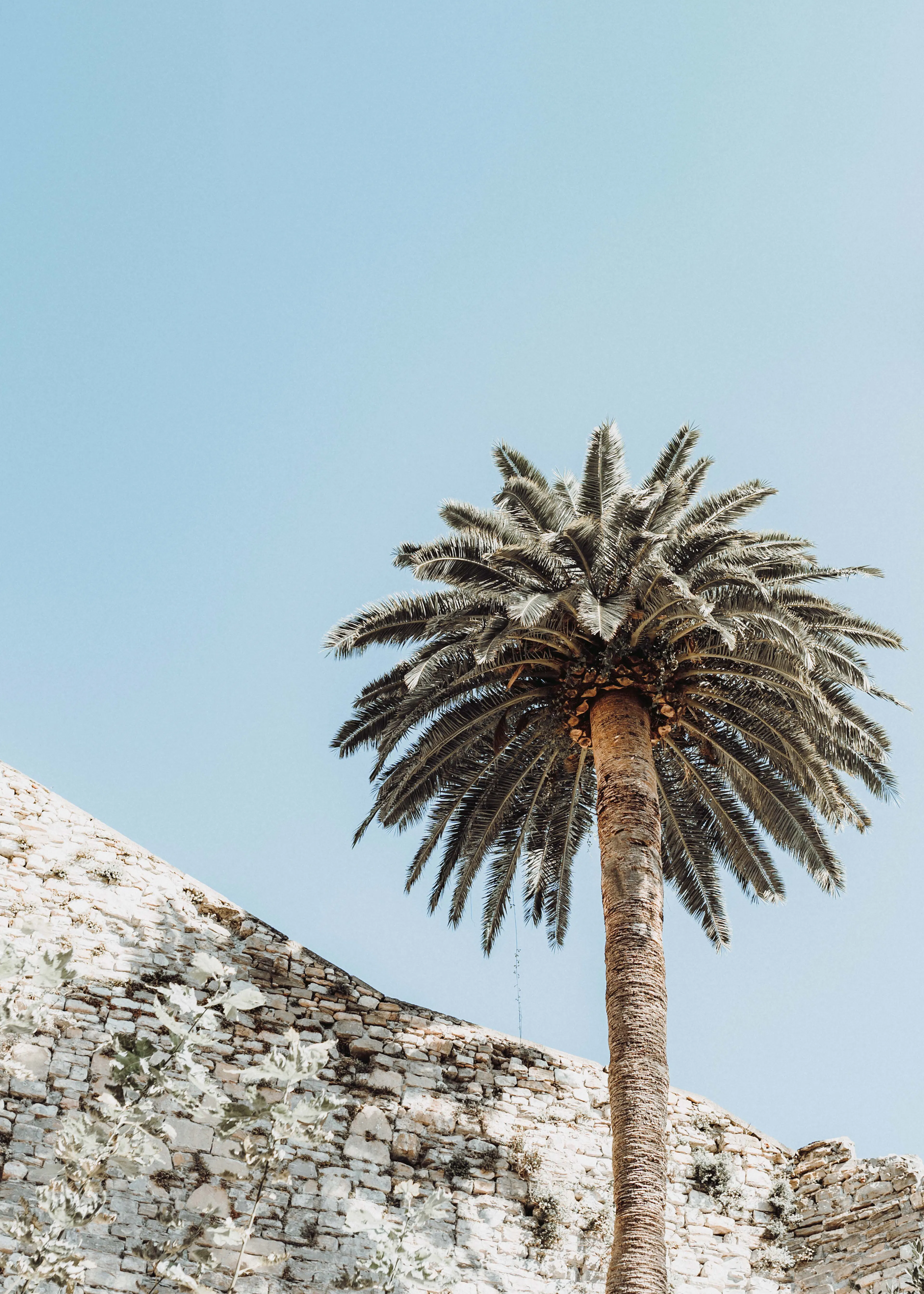 Blue Desert Palm Poster 0