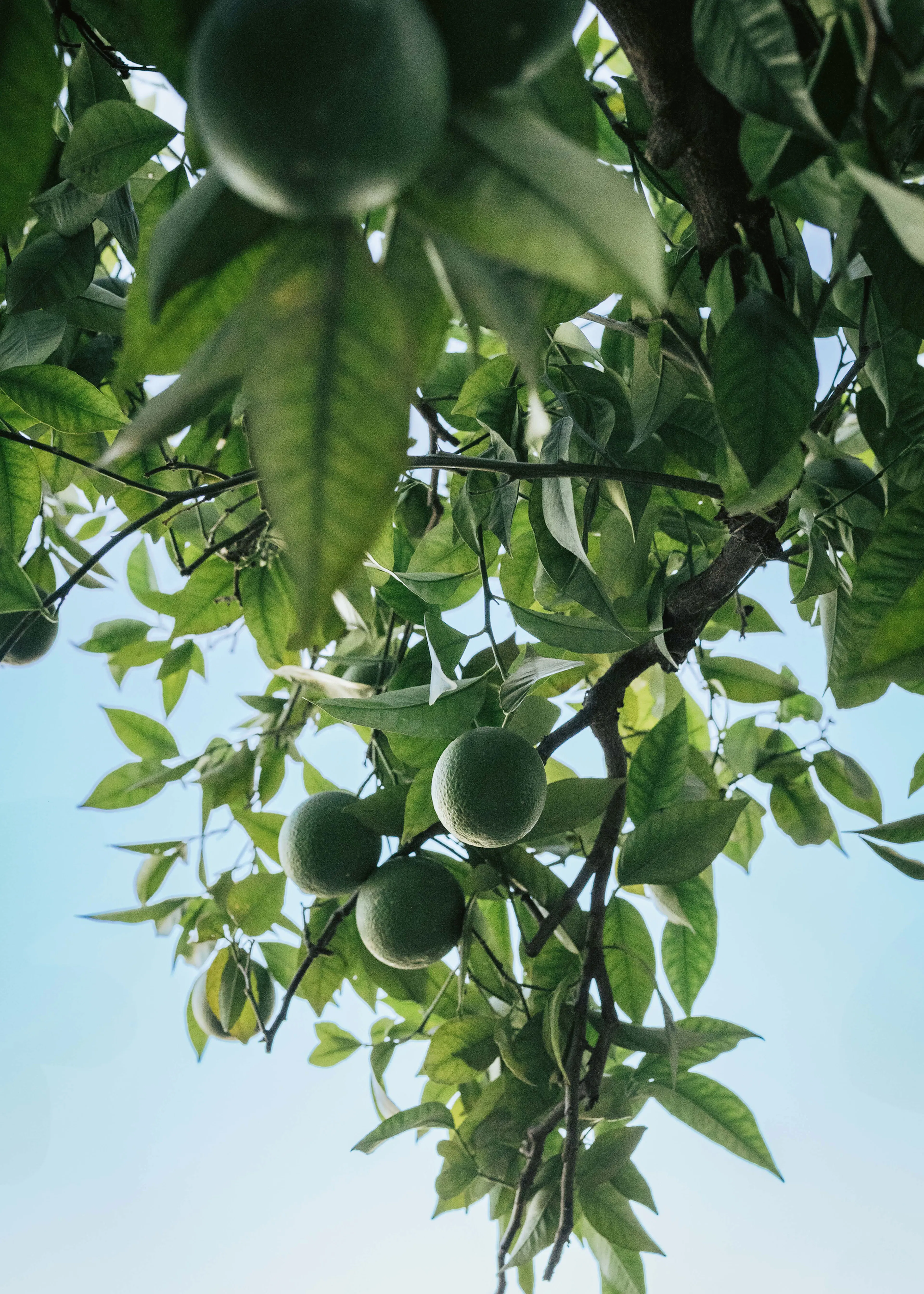 Fresh Green Limes Poster 0