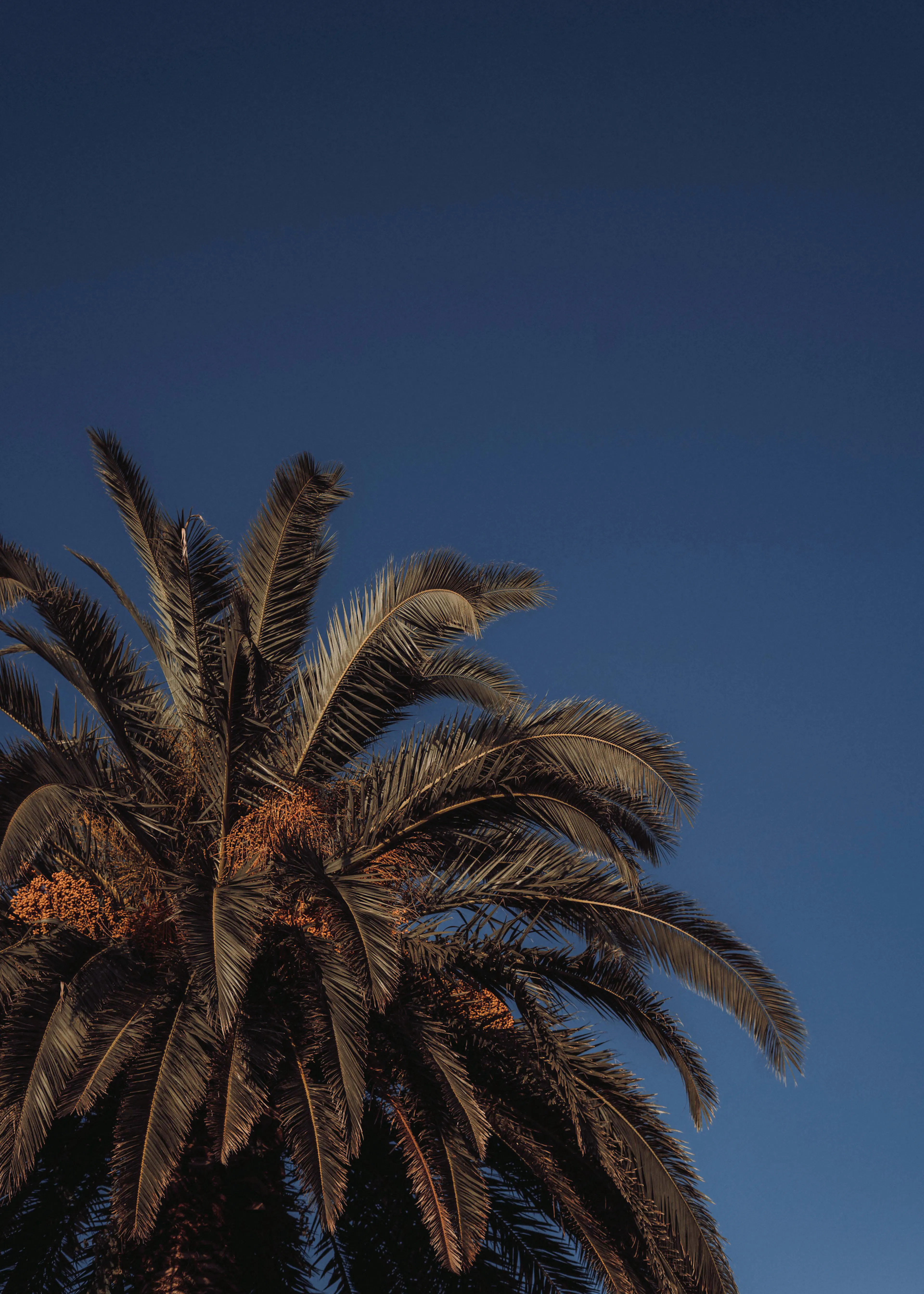 Tropical Dusk Poster 0