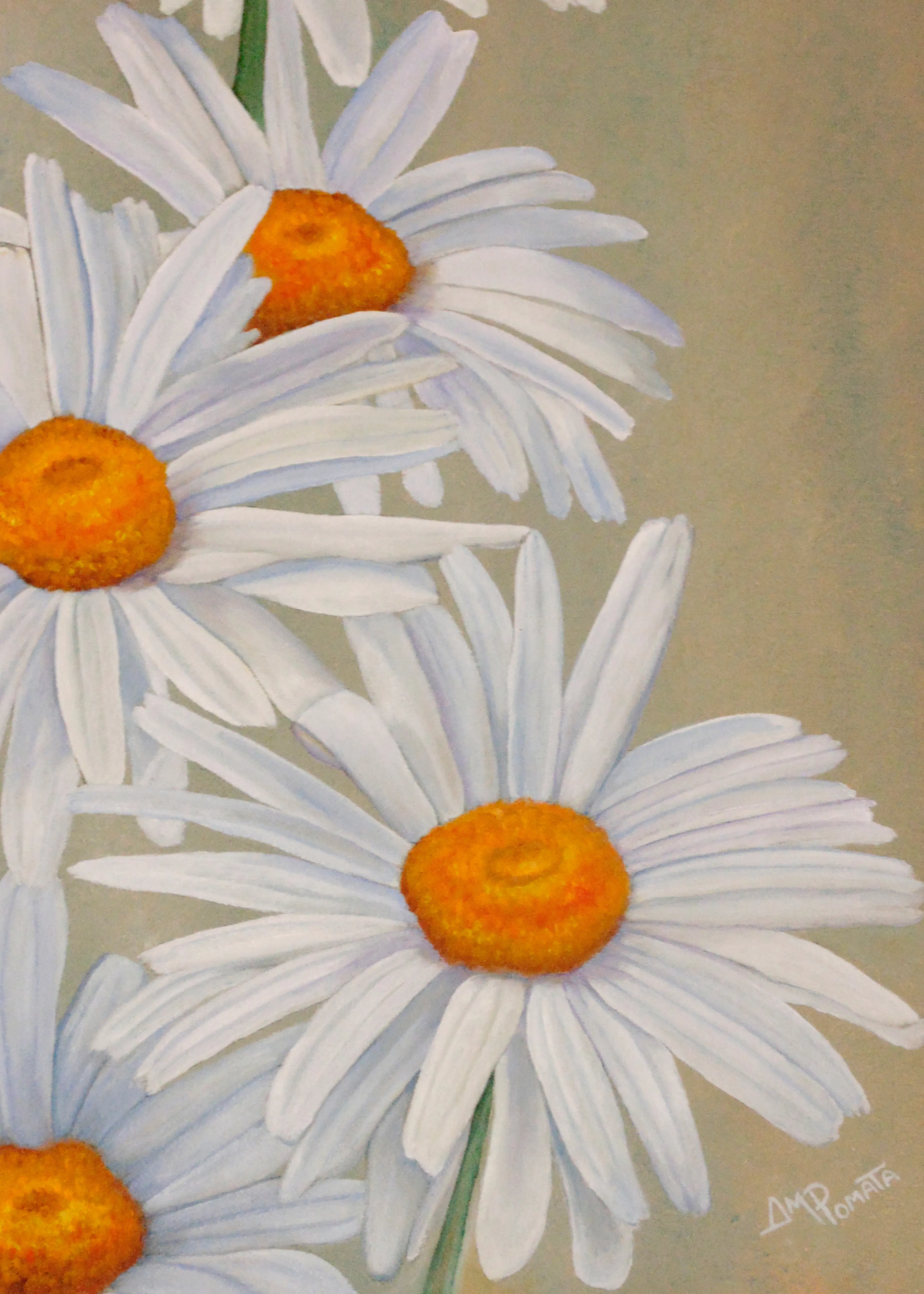 White Daisy Bloom Poster 0