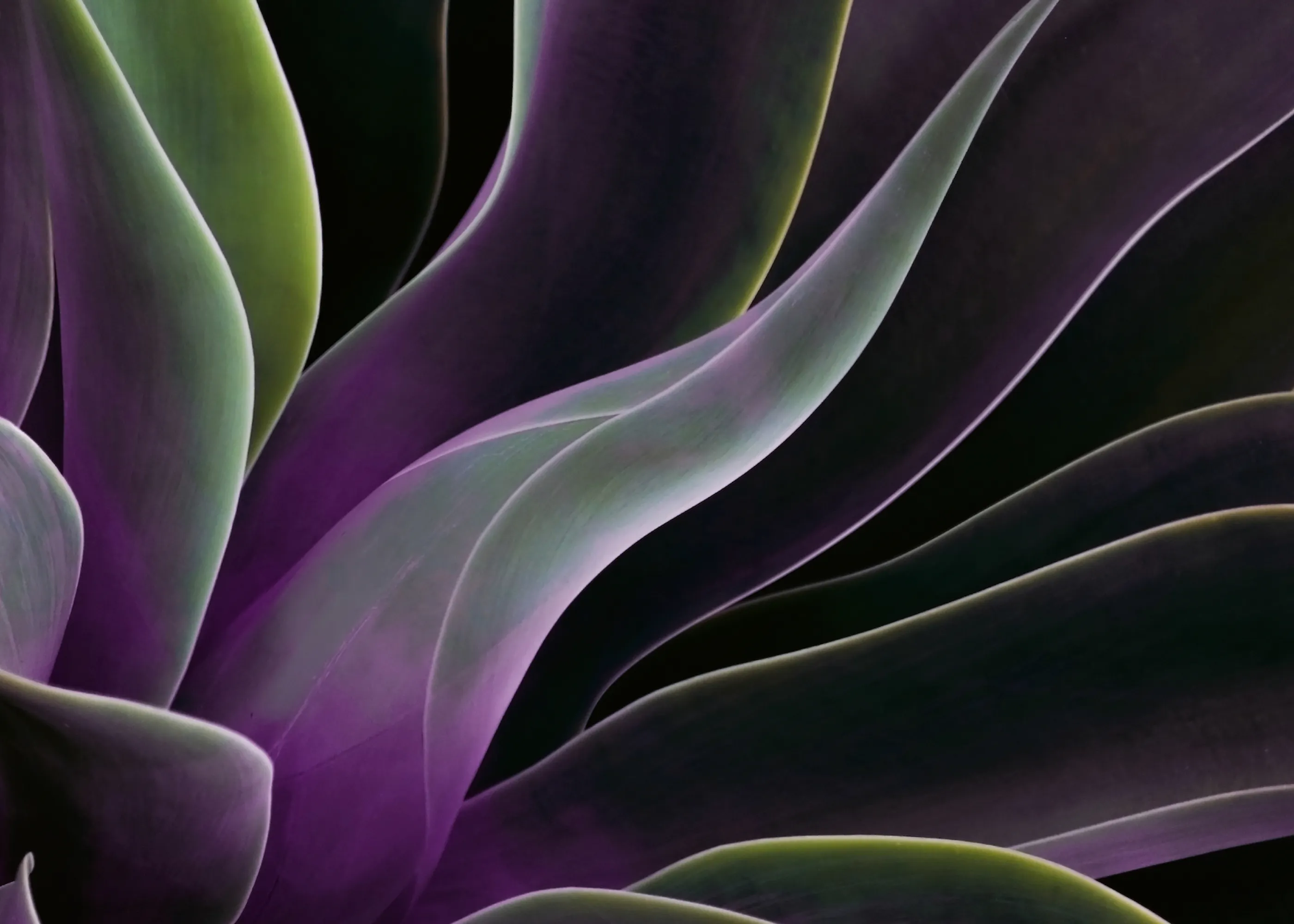 Mystic Succulent Poster 0