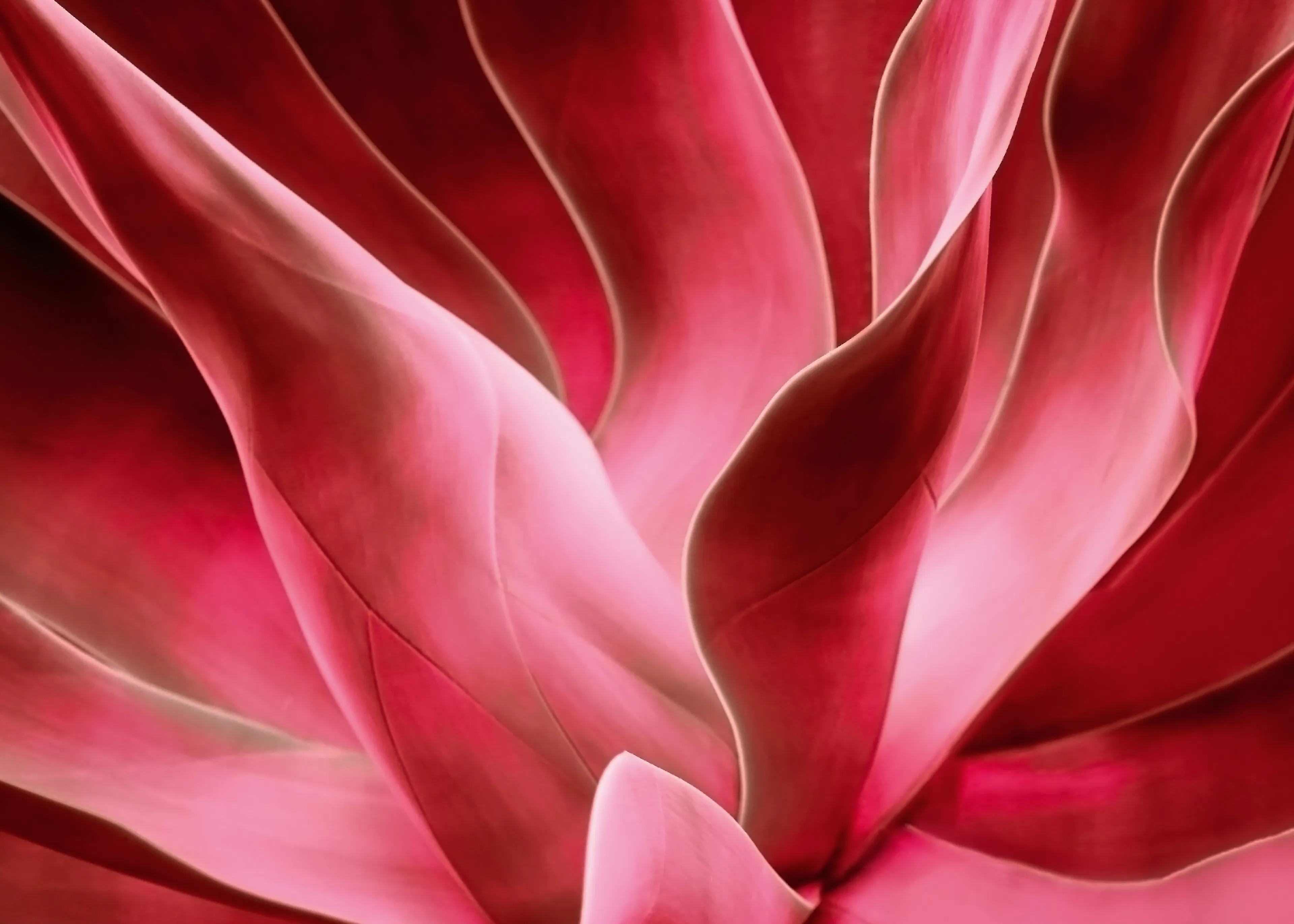 Suculenta Rosa Póster 0