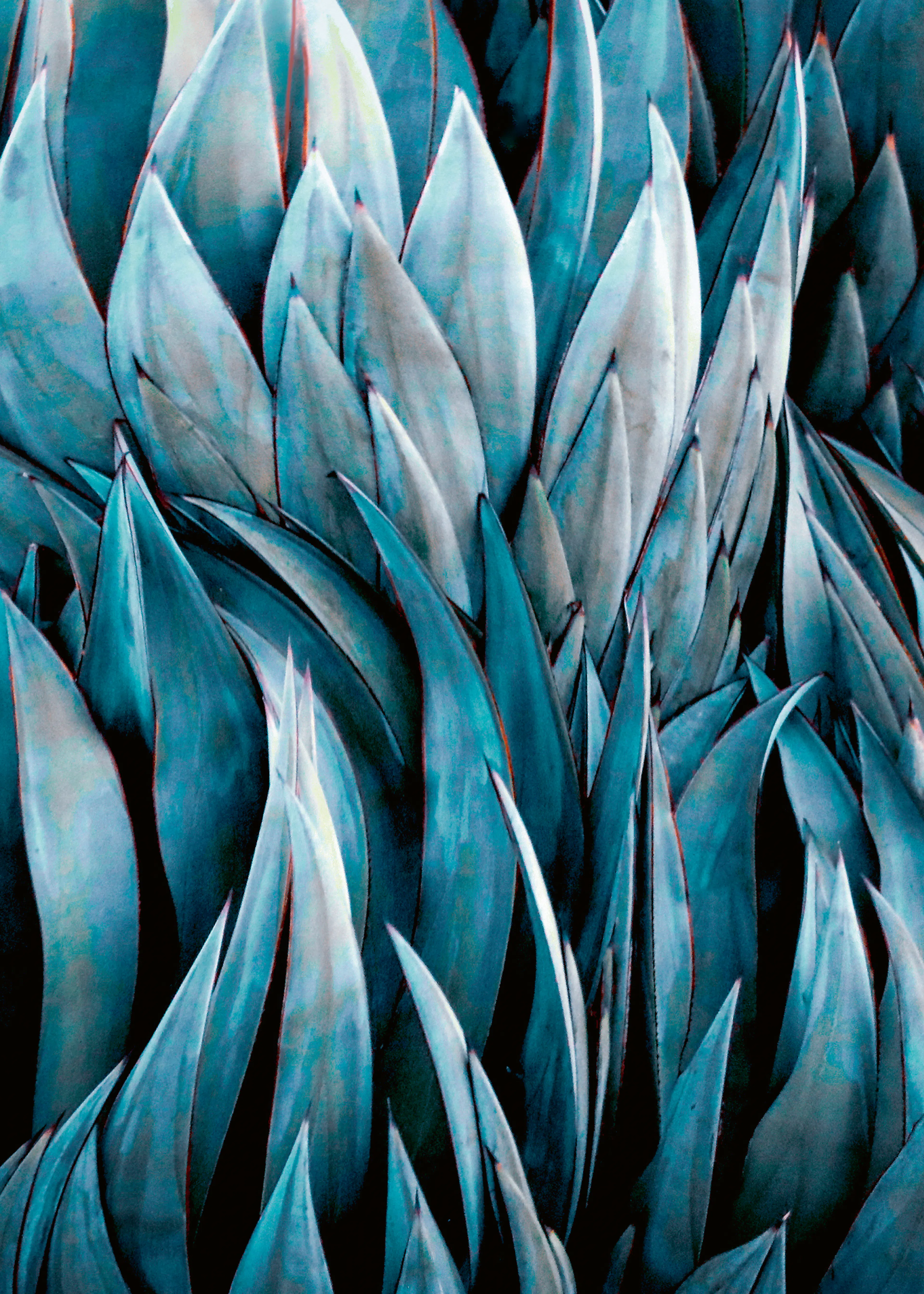 Teal Blue Agave Poster 0