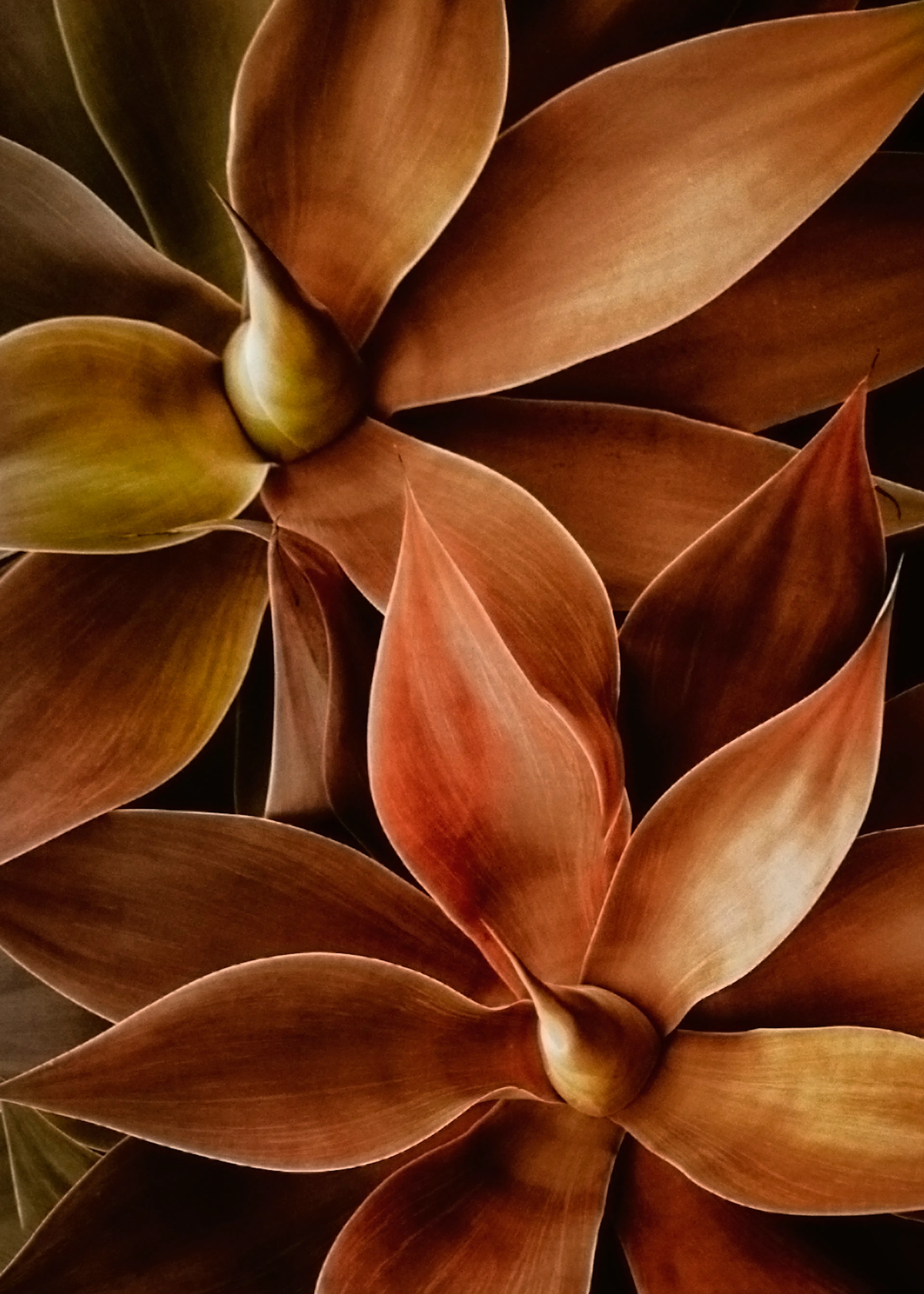 Bronze Autumn Leaves Poster 0