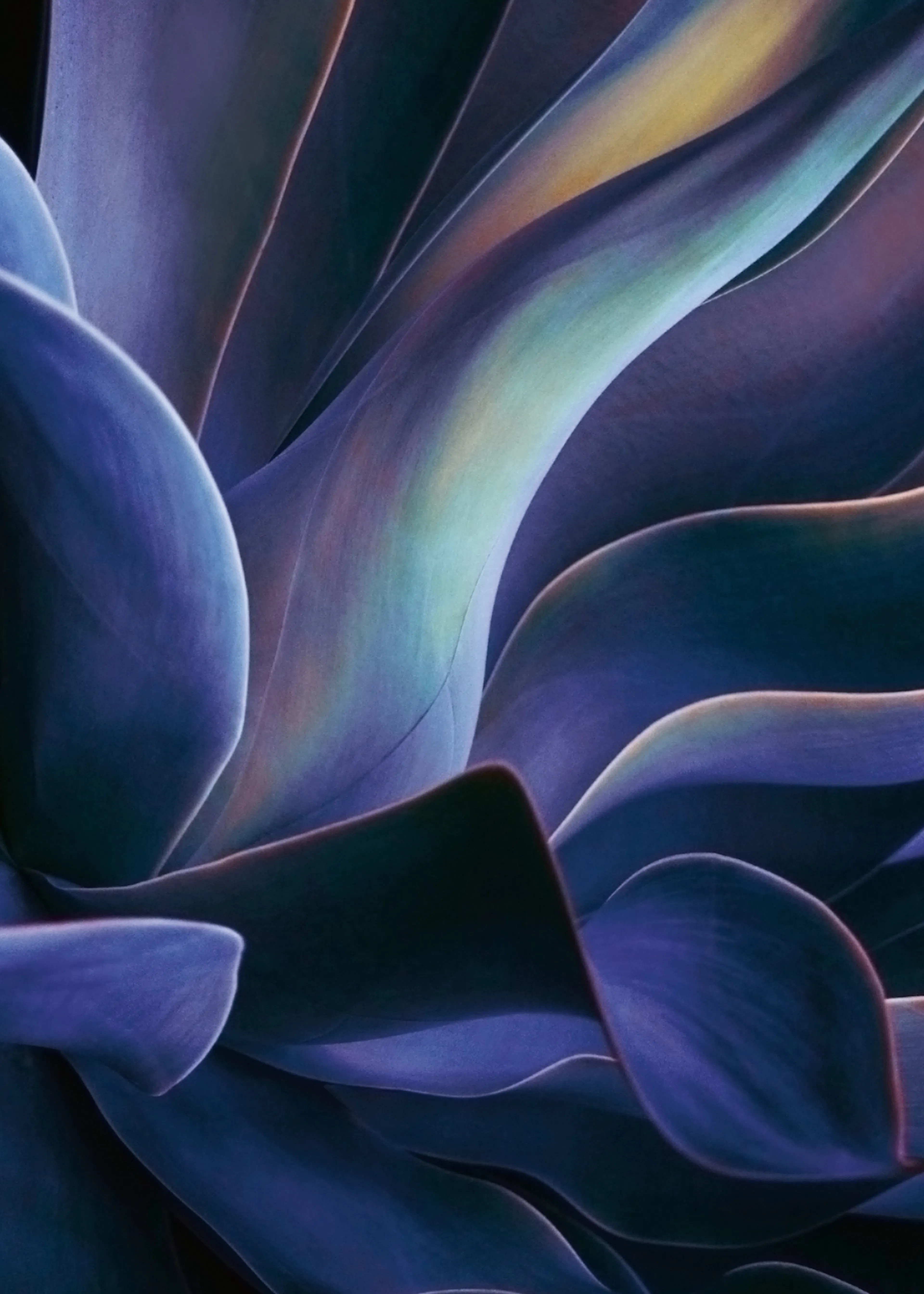 Blue Abstract Petals Poster 0