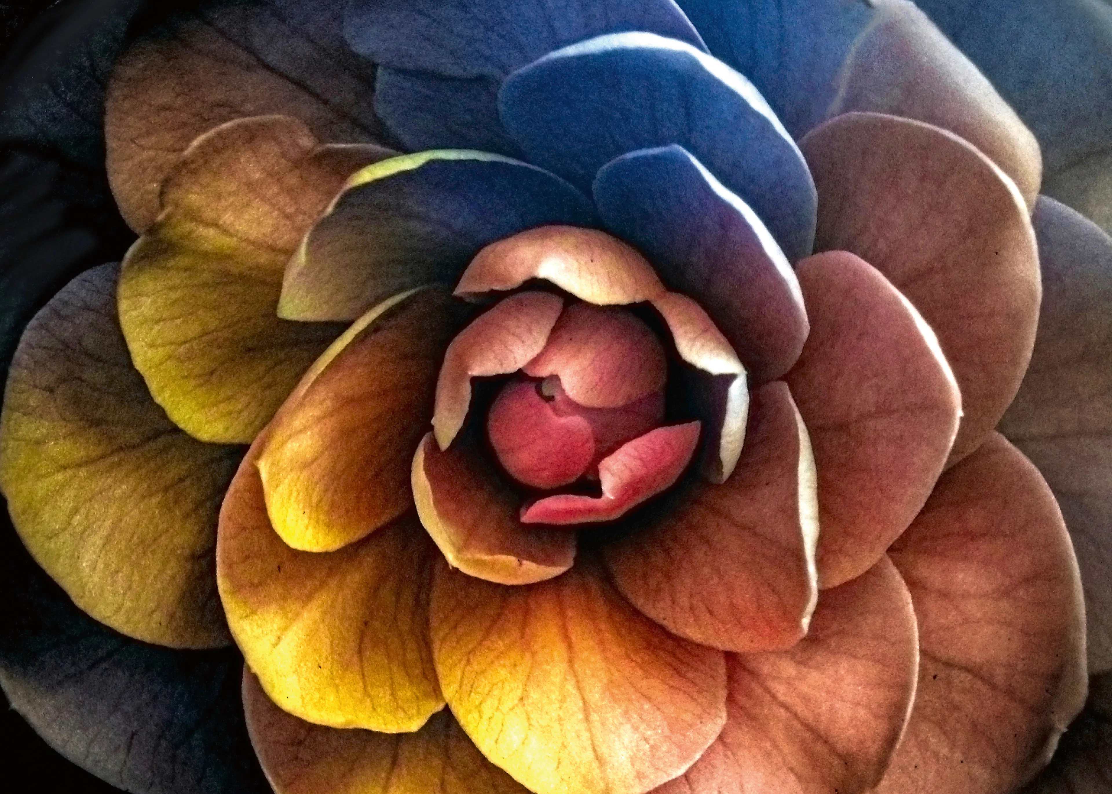 Radiant Bloom Poster 0