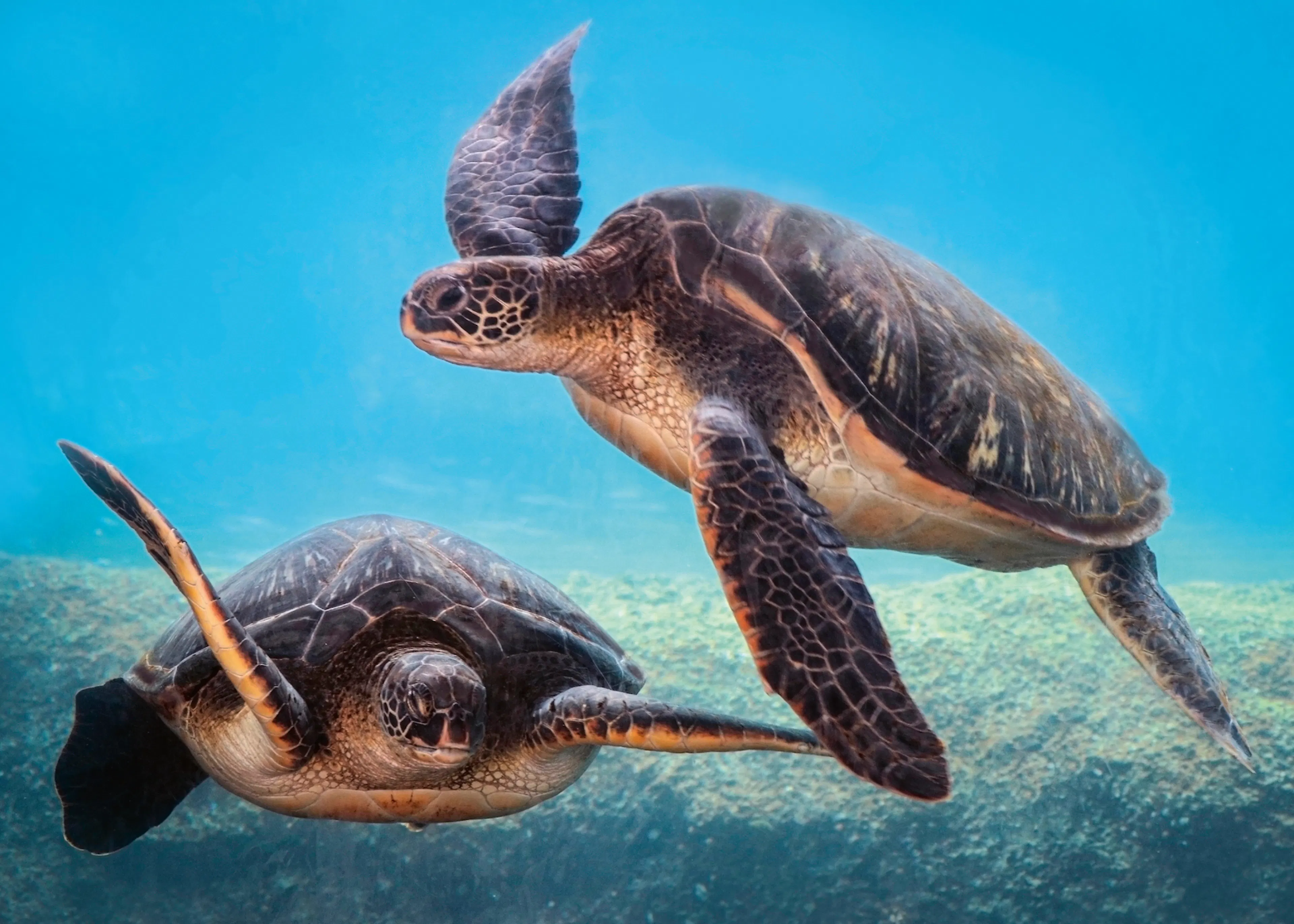 Ocean Turtles Poster 0