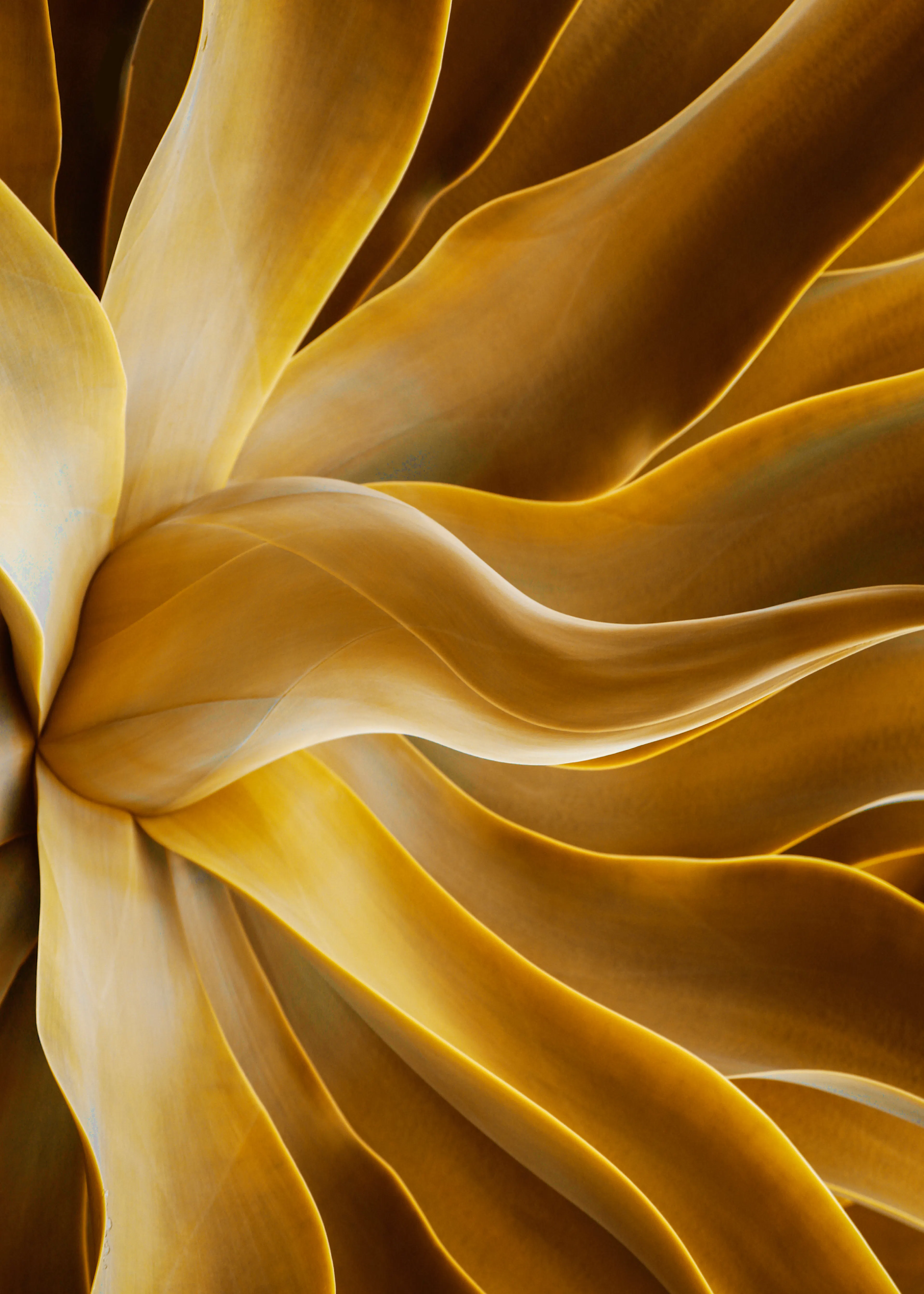 Golden Petals Poster 0