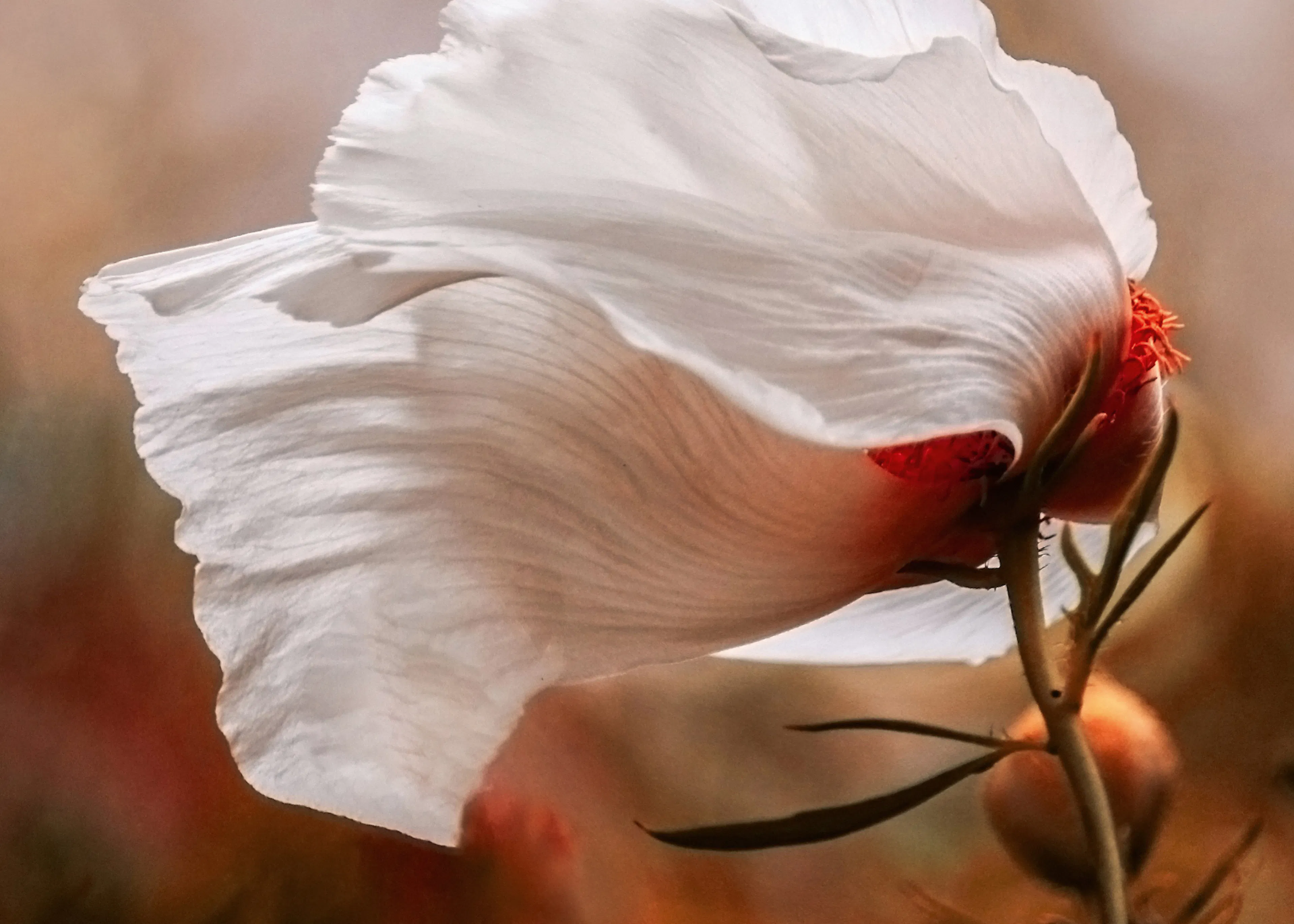 Gentle Bloom Poster 0