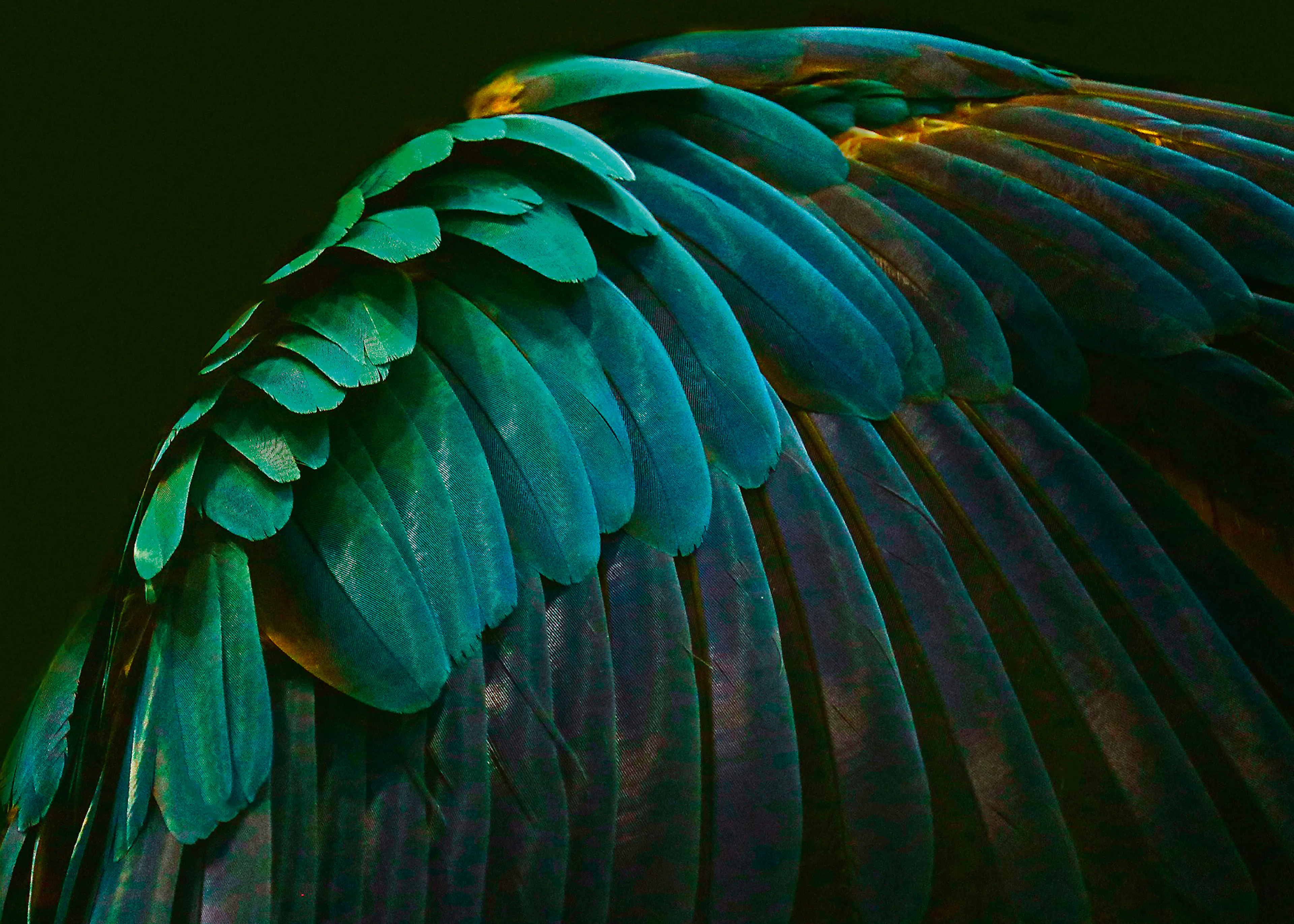 Emerald Wings Poster 0