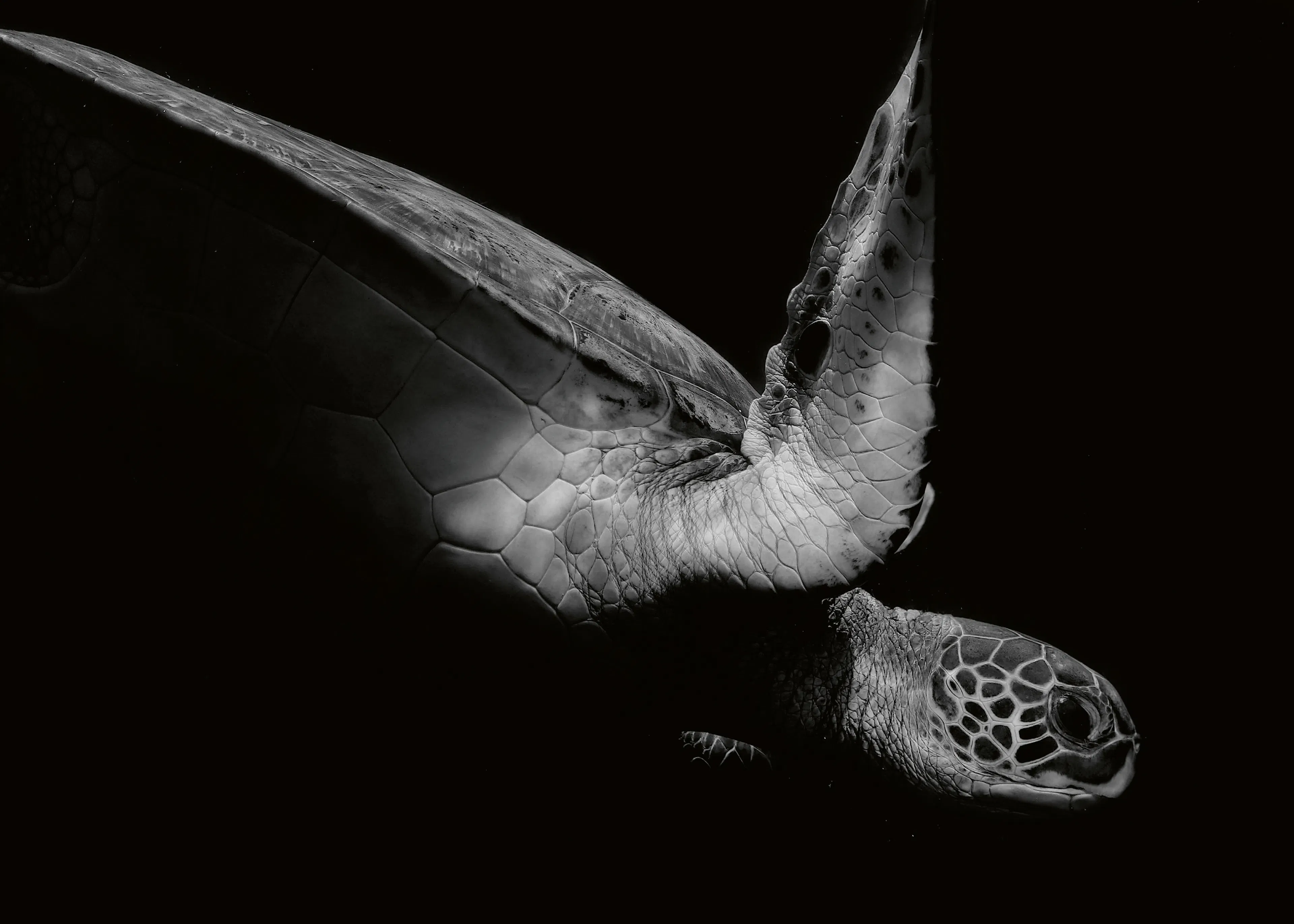 Silent Swimmer Poster 0