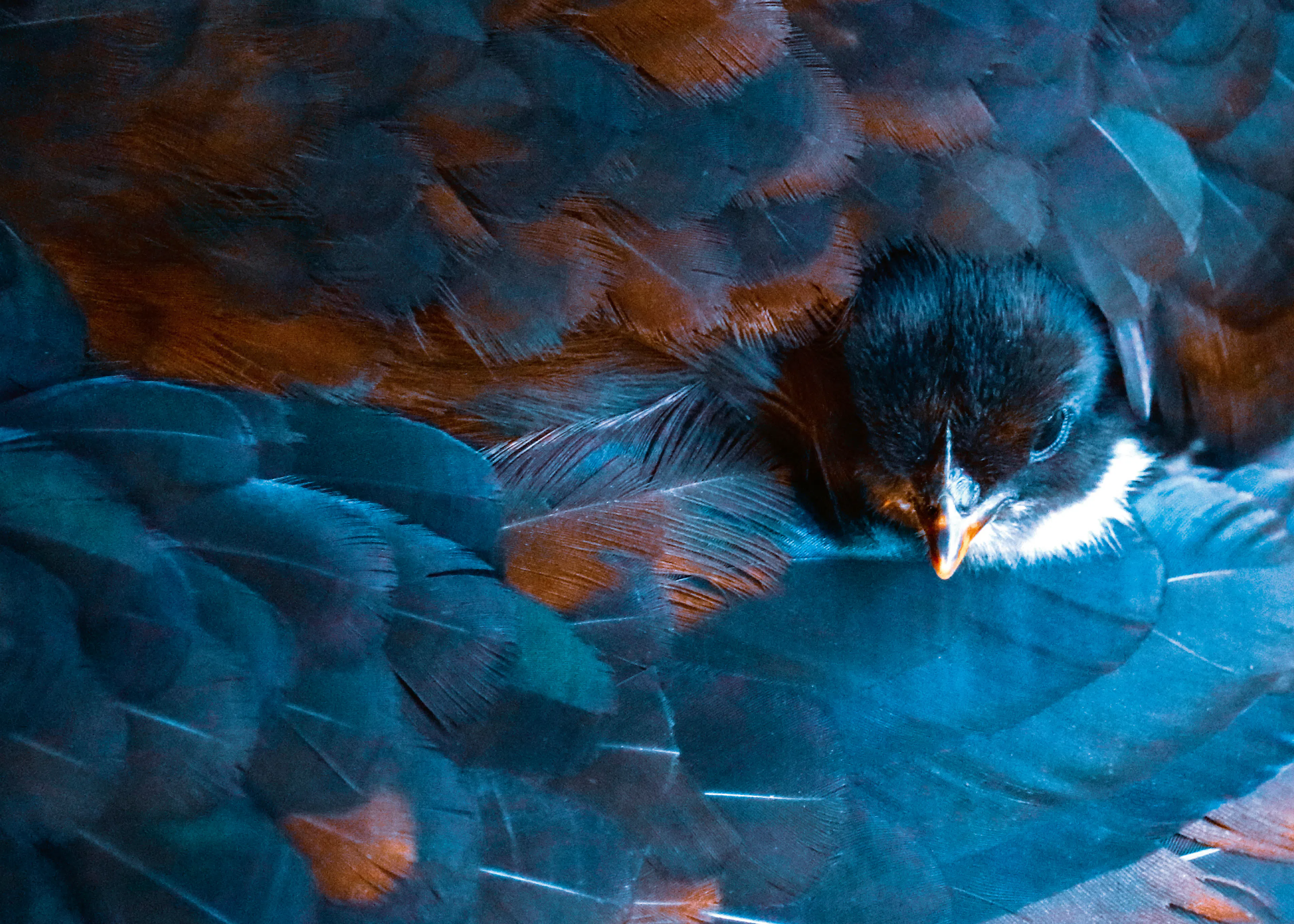 Feathered Embrace Poster 0
