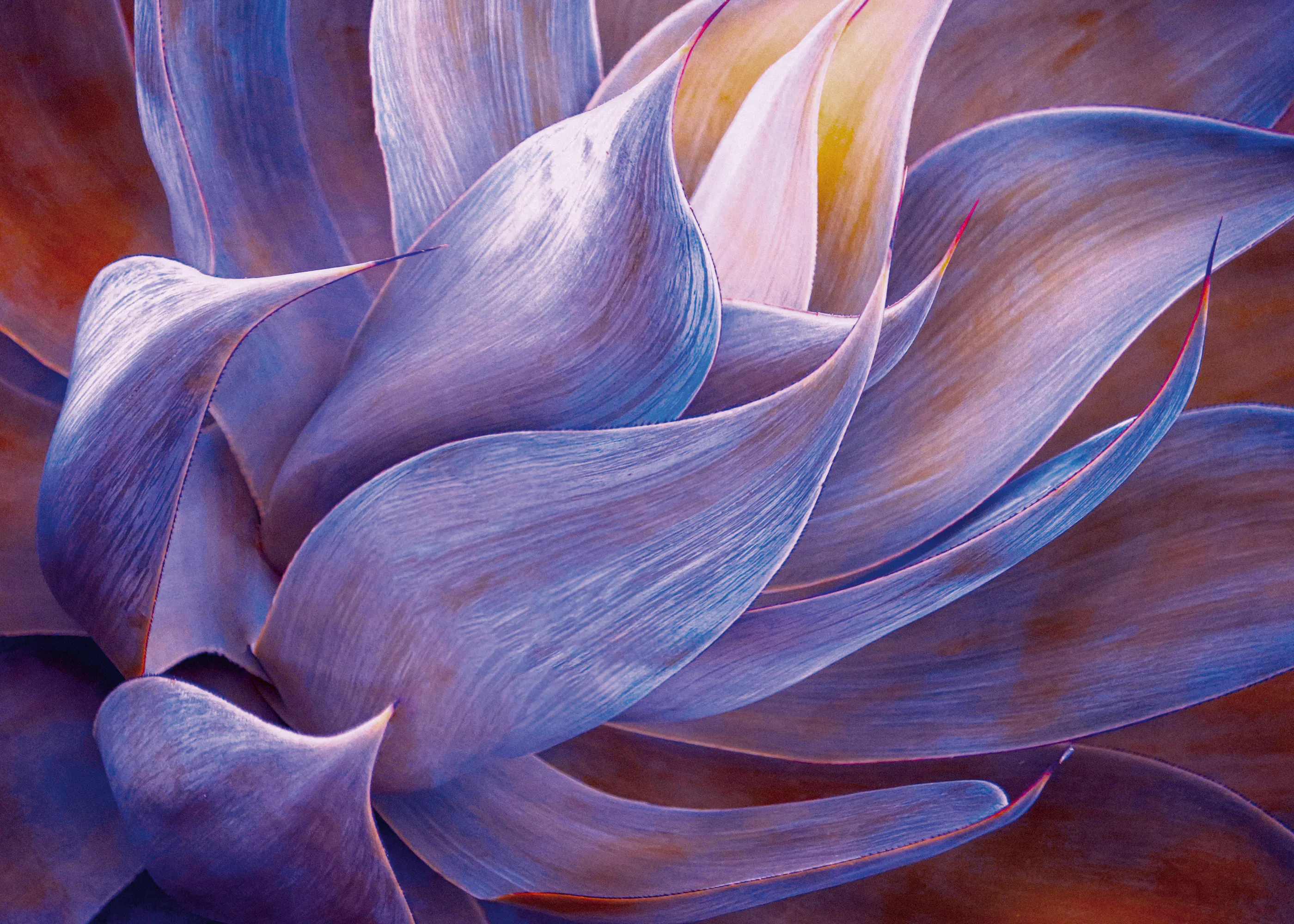 Ethereal Petals Poster 0