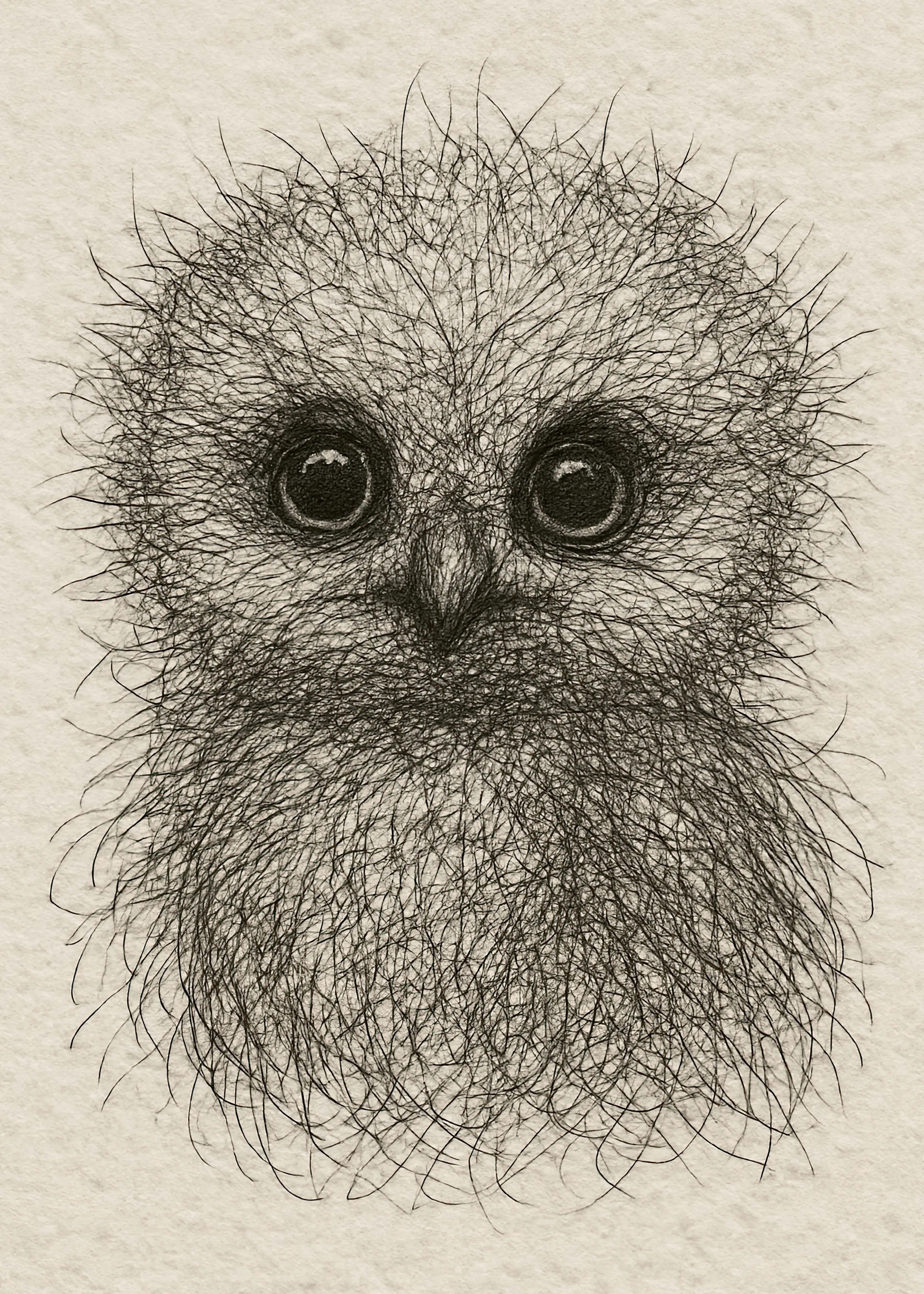 Fuzzy Owl Poster 0