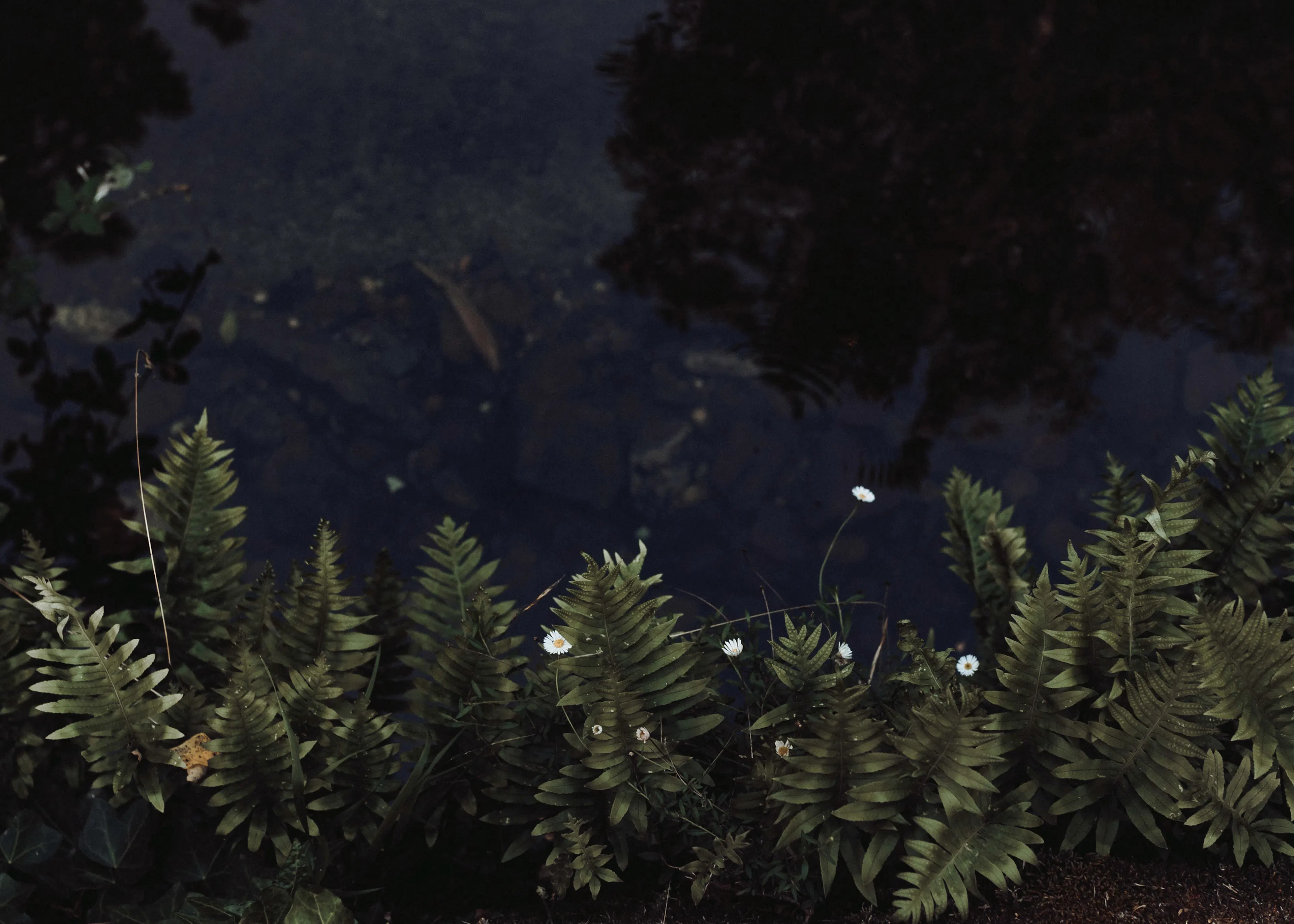 Fern Reflection Poster 0