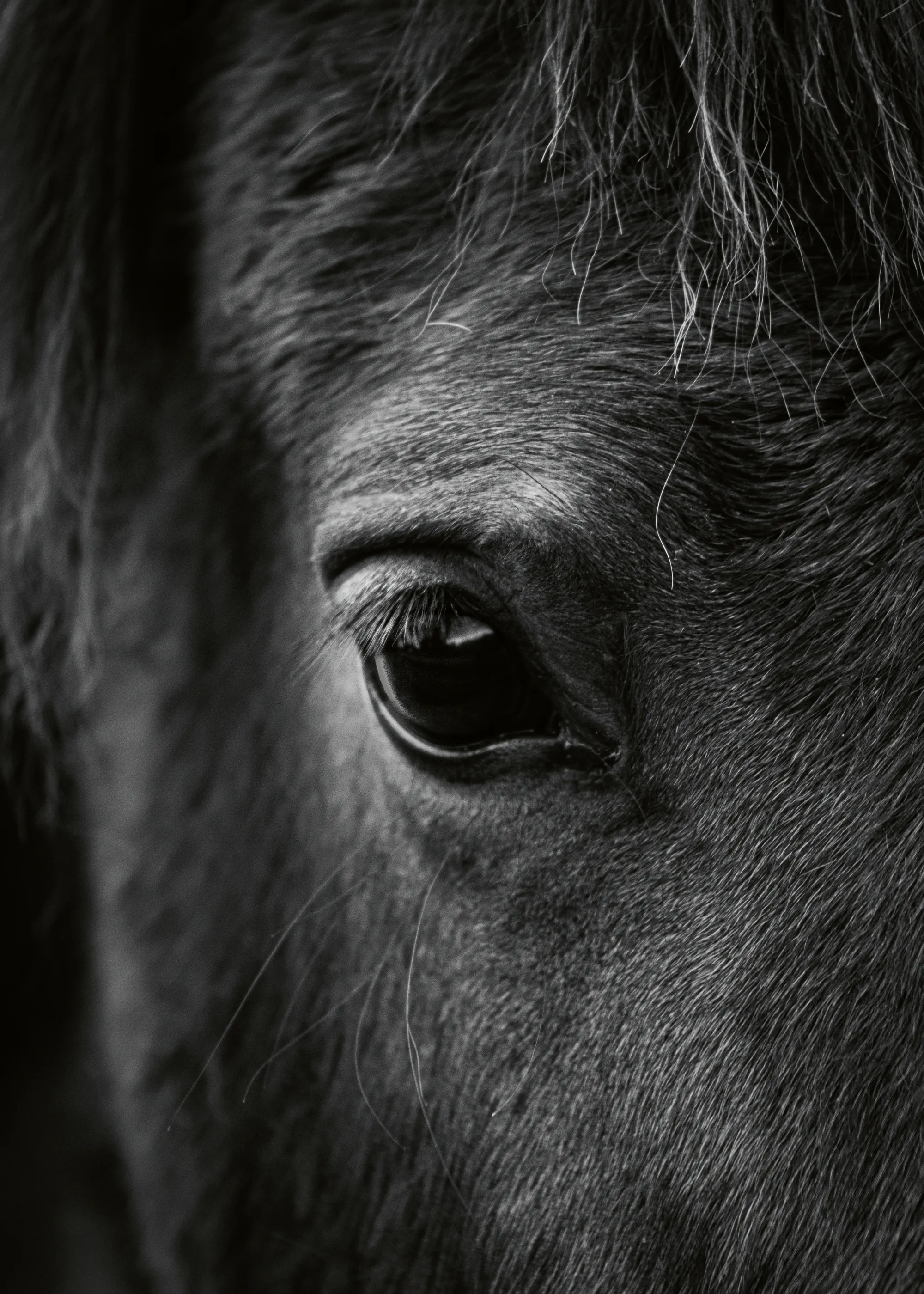 Caballo Oscuro Póster 0