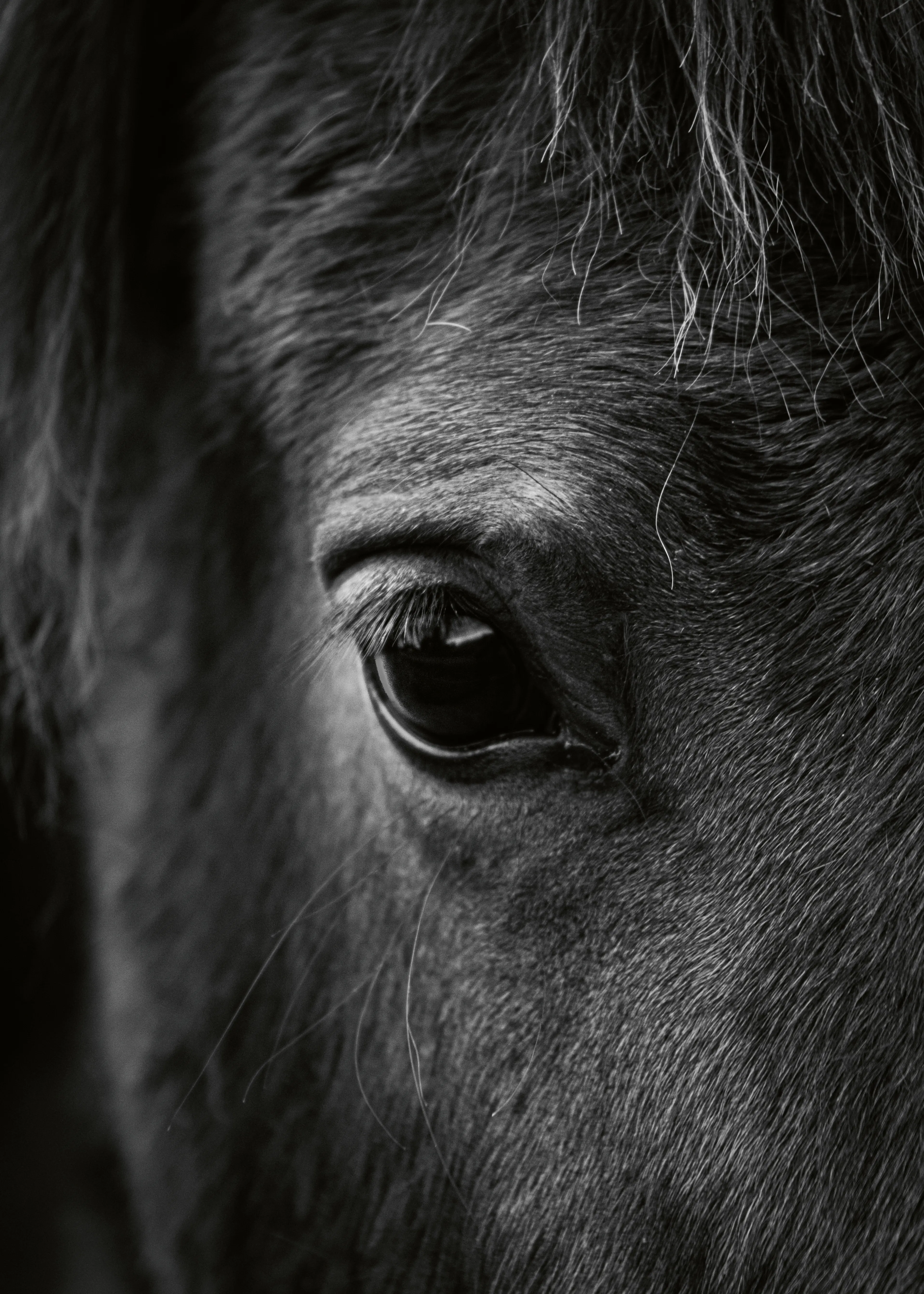 Caballo Oscuro Póster 0