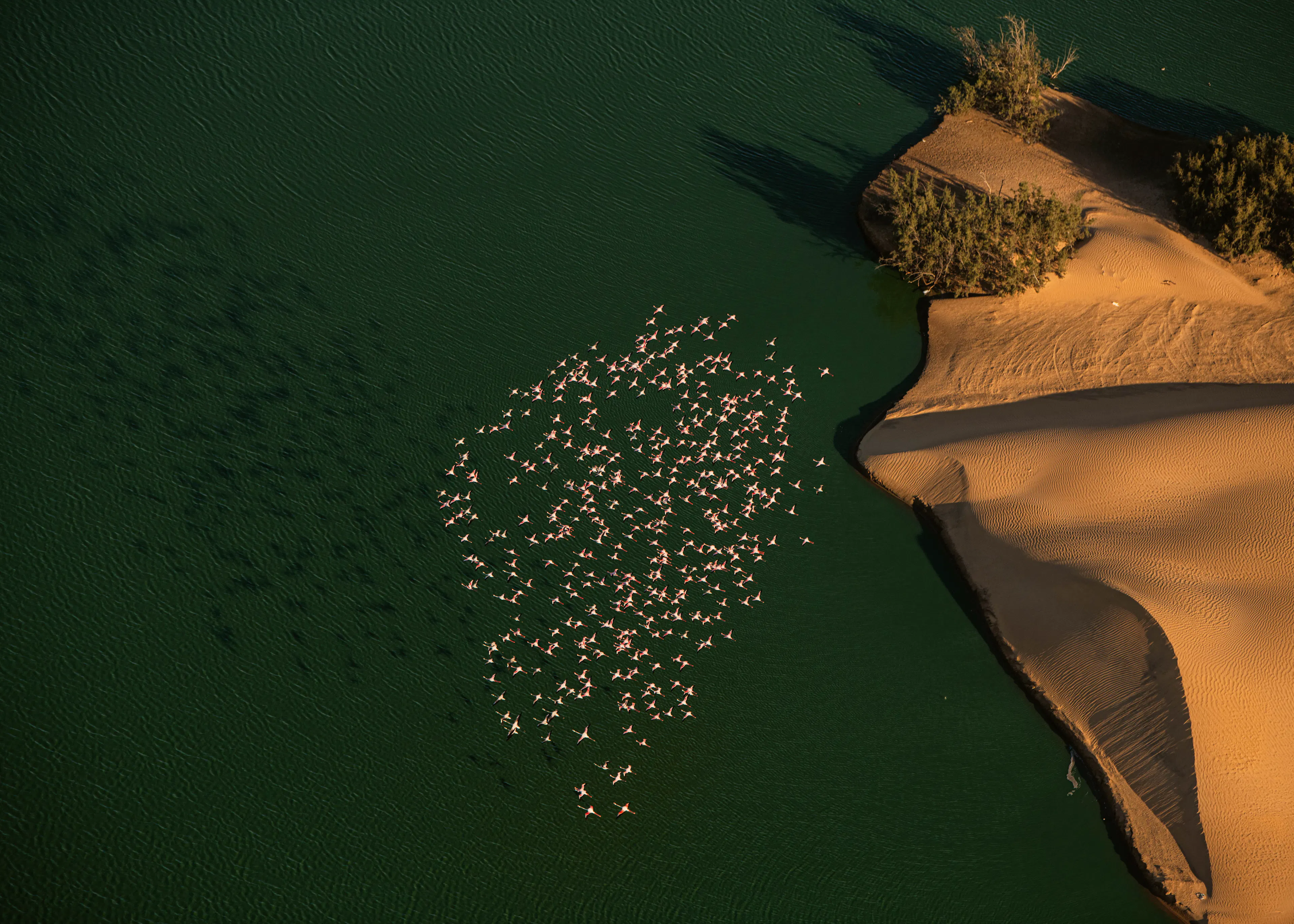 Emerald Desert Oasis Poster 0
