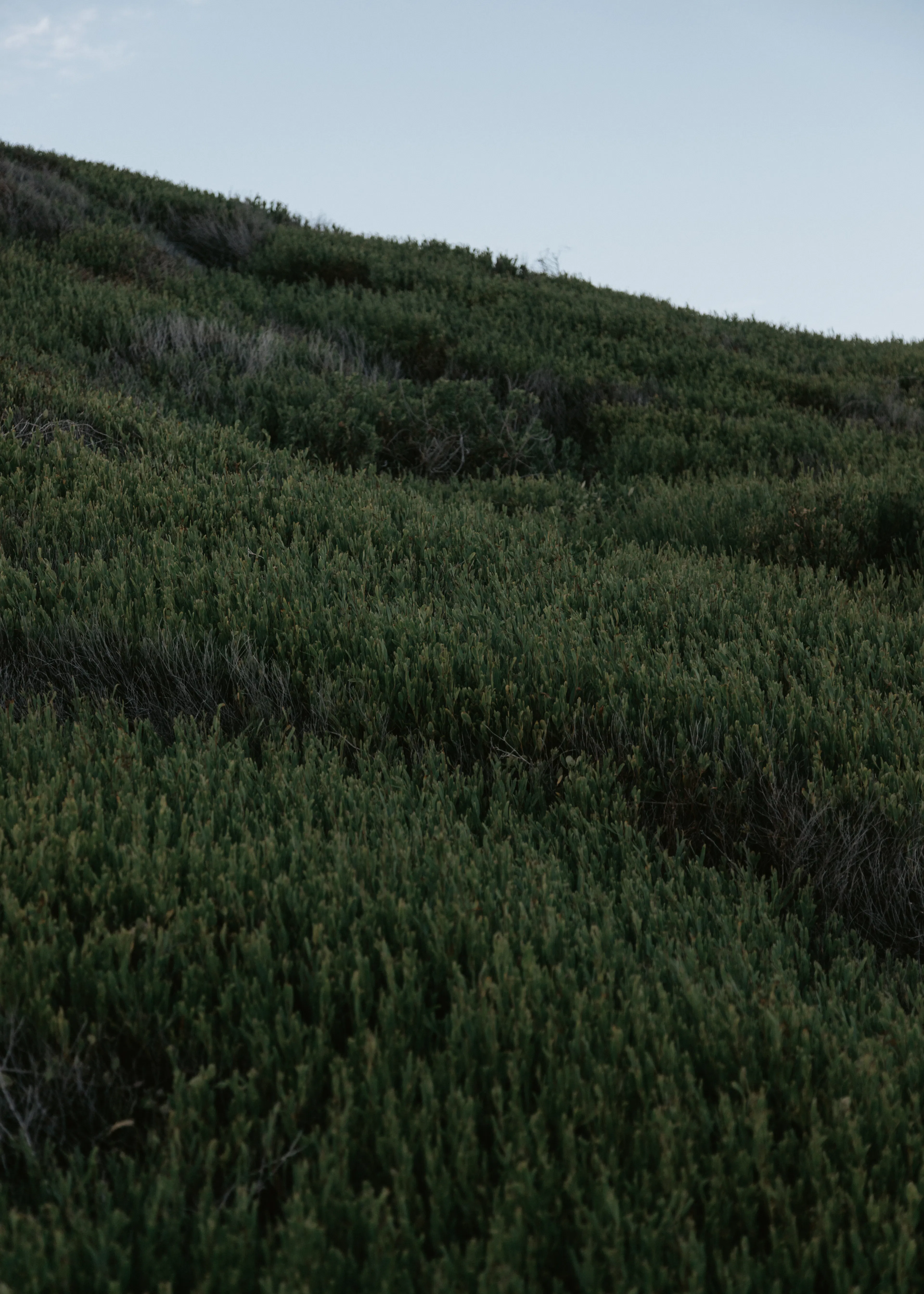 Green Serene Hillside Poster 0