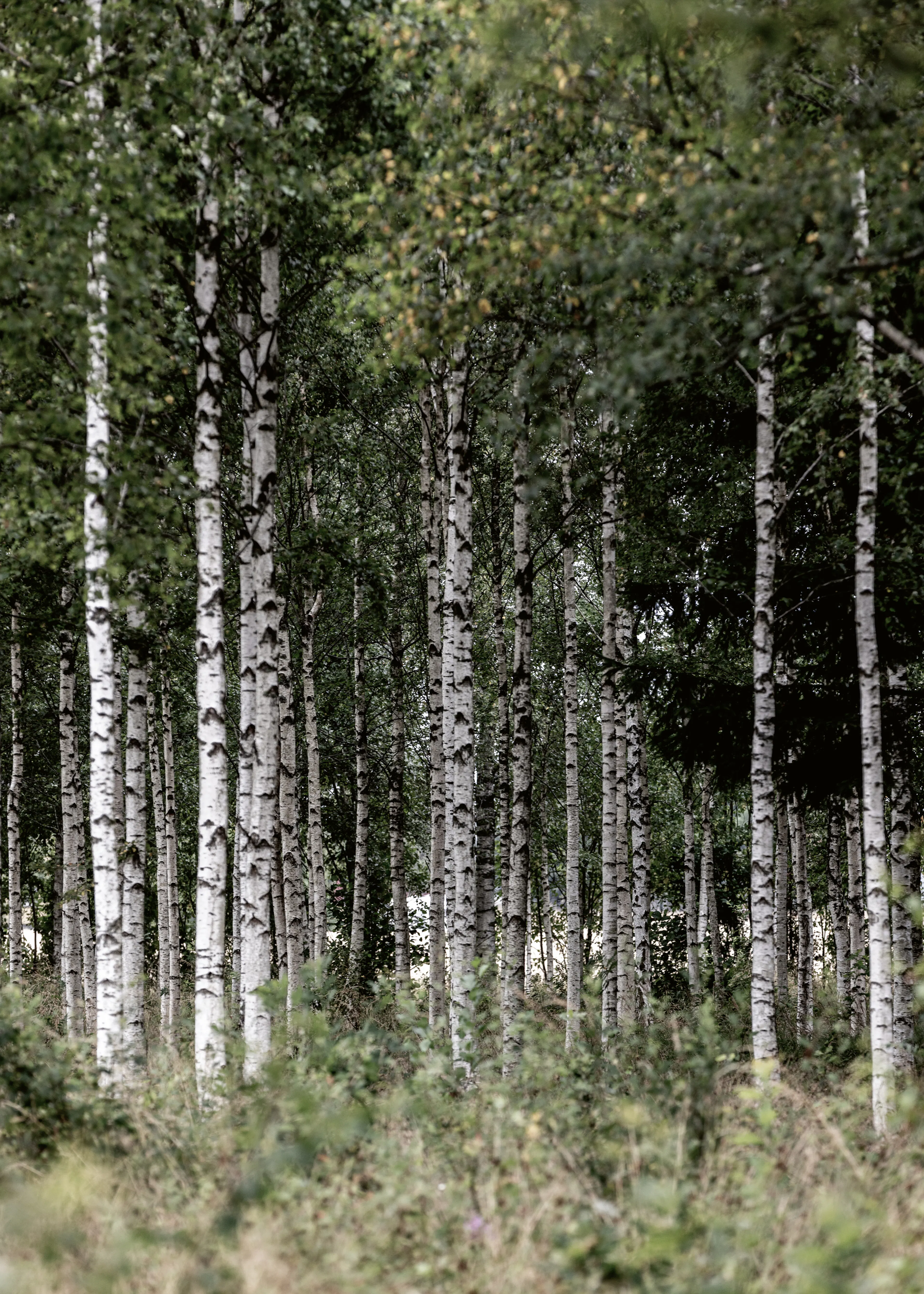 Green Birch Forest Poster 0