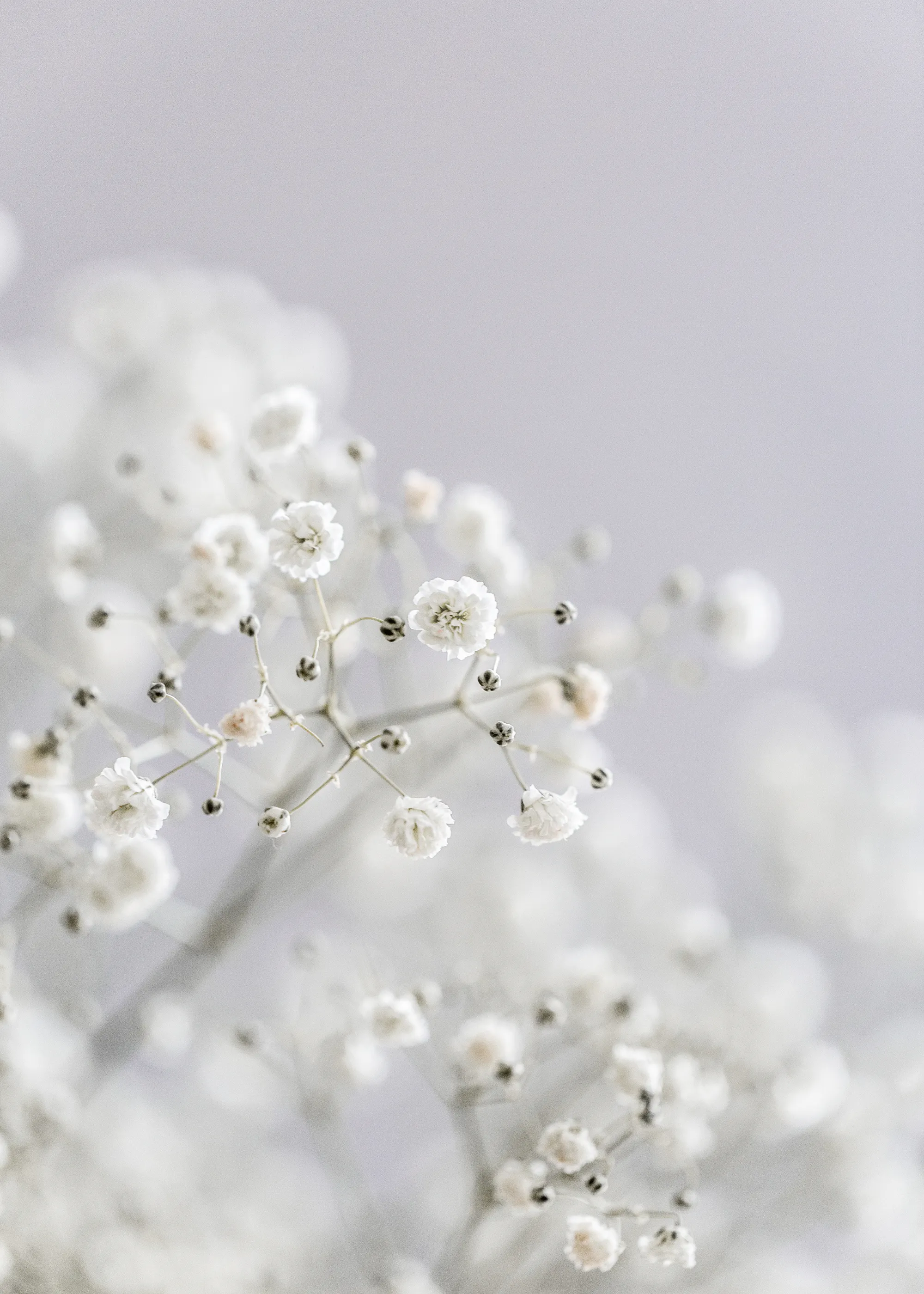 Ivory Delicate Blooms Poster 0