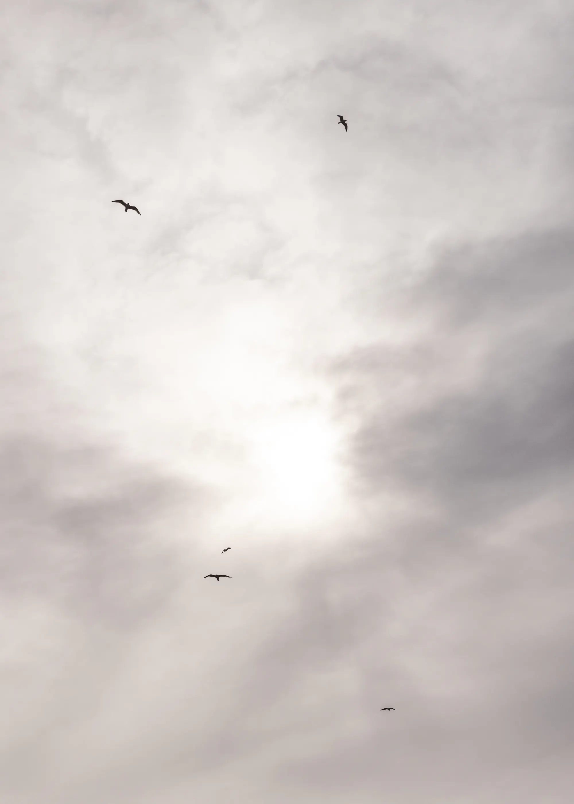 Vuelo Sereno Gris Póster 0