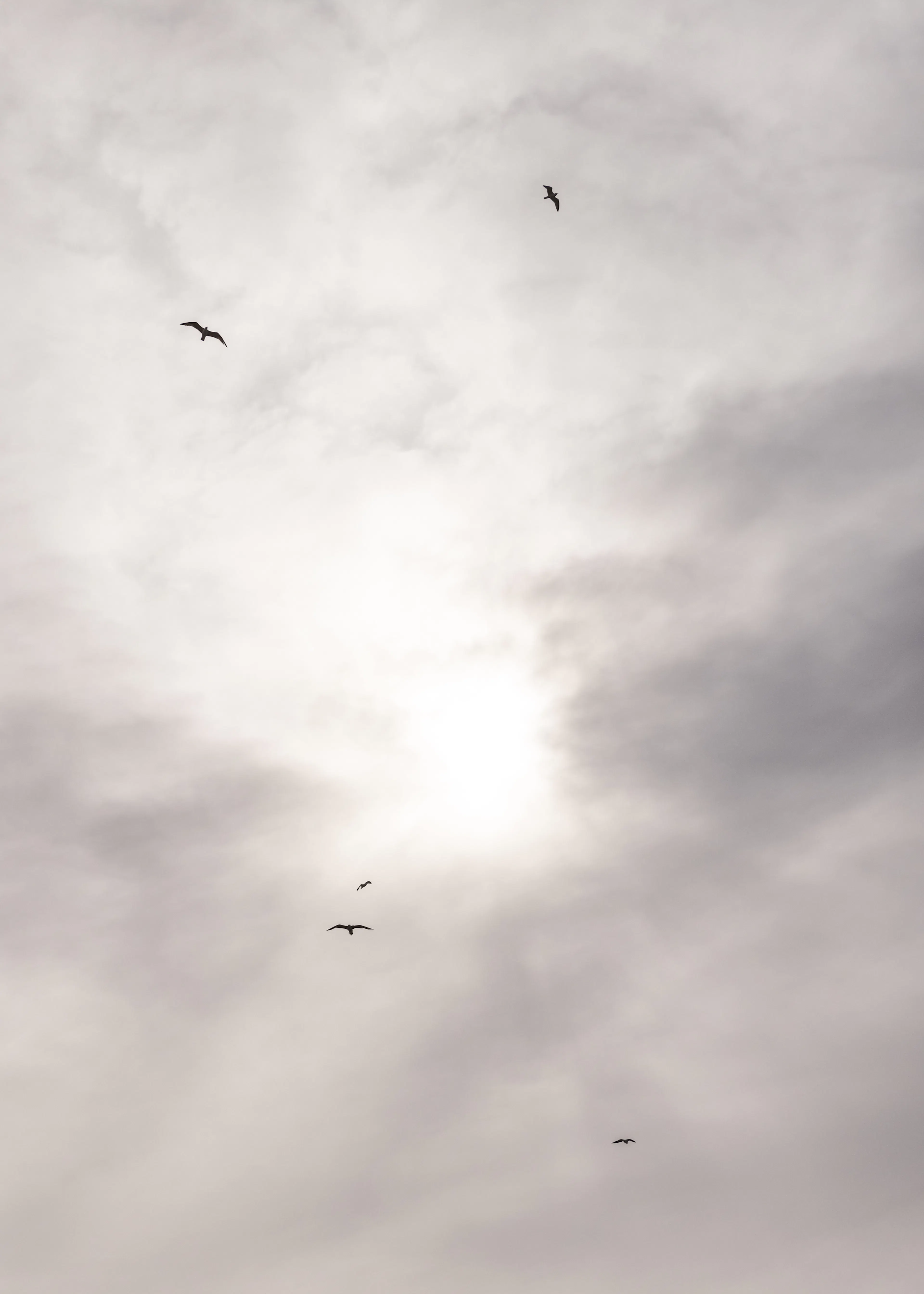 Gray Serene Flight Poster 0