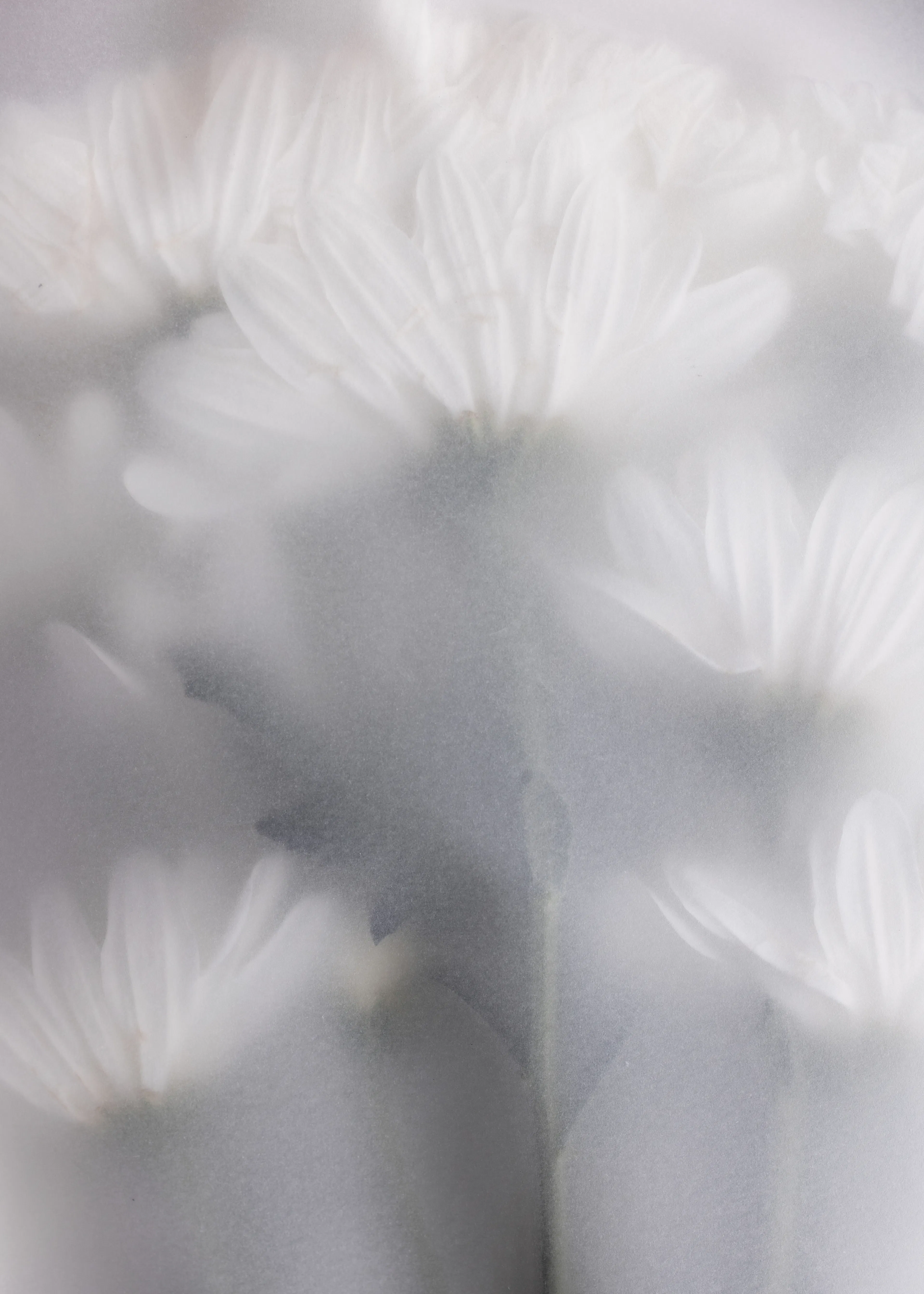 Soft White Flowers Poster 0