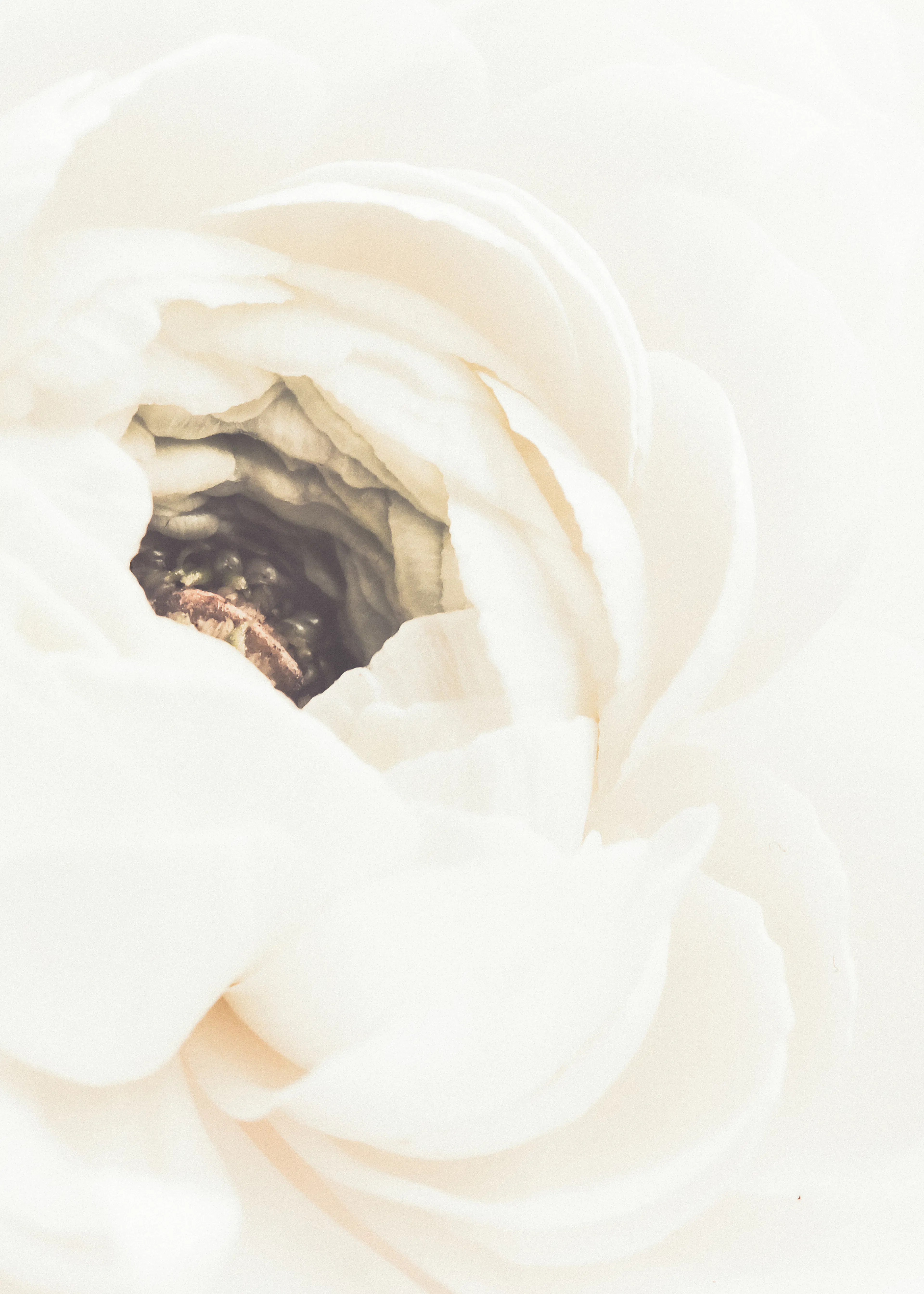 White Soft Bloom Poster 0