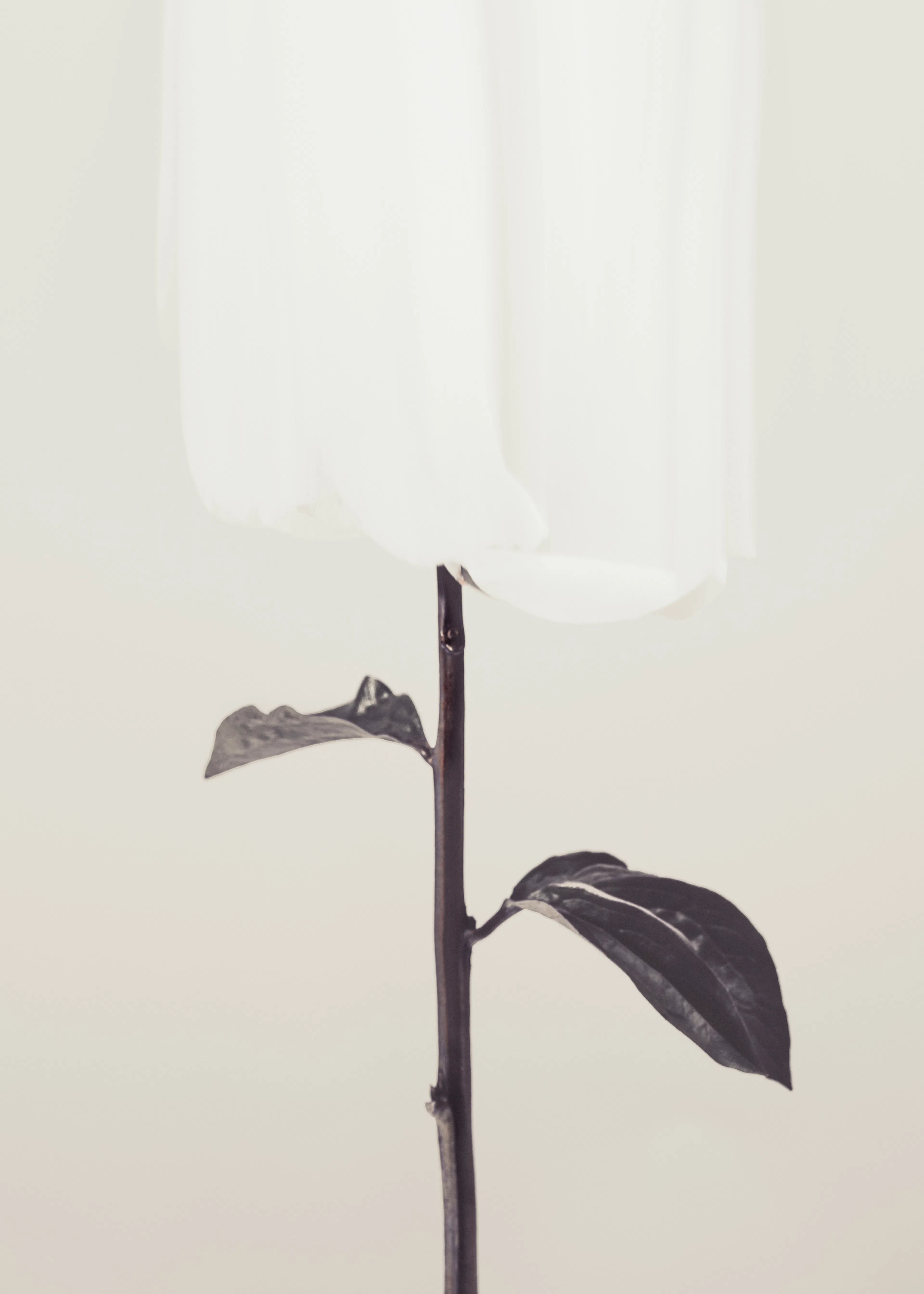 White Tulip Poster 0