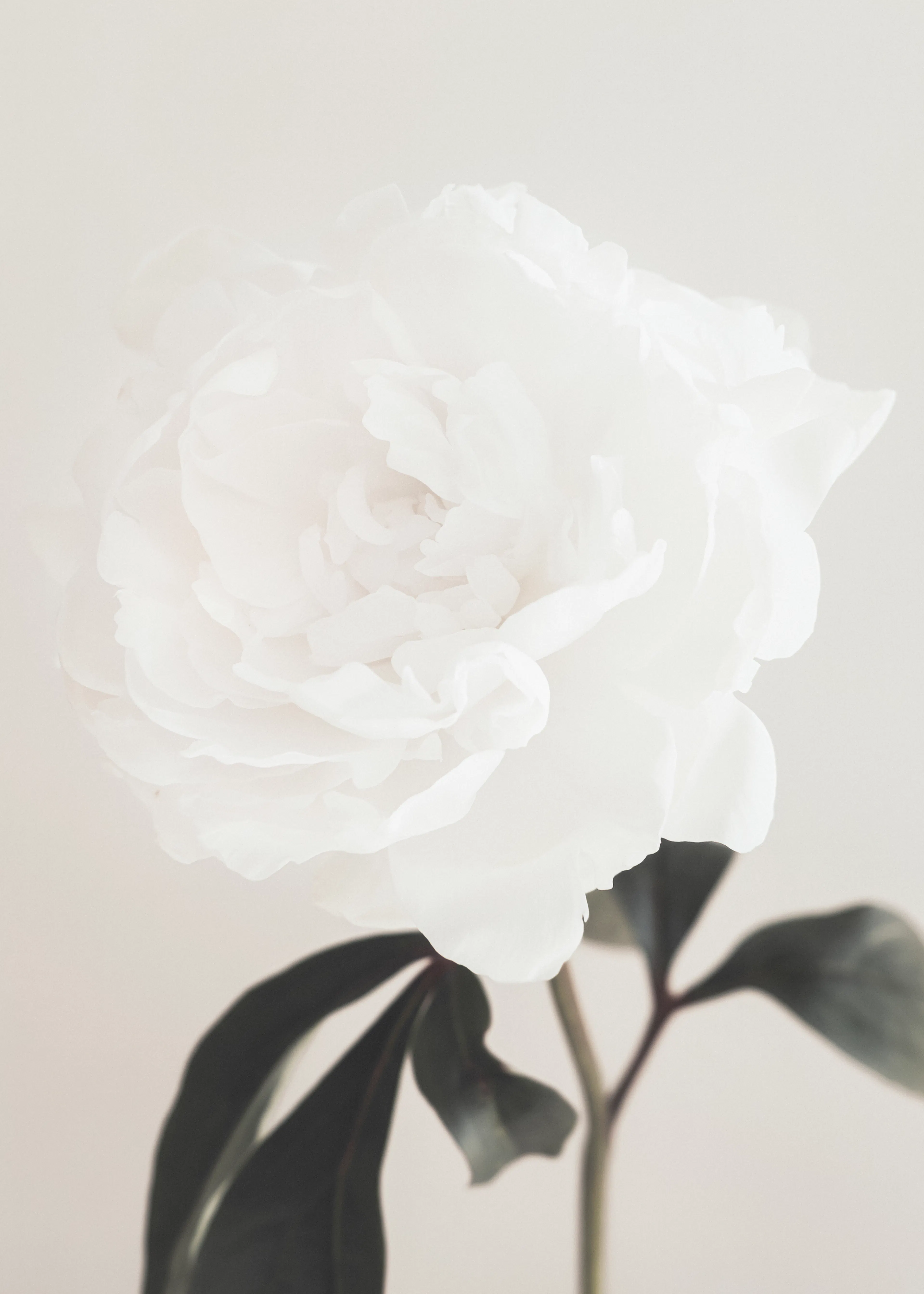 Ivory Elegant Bloom Poster 0