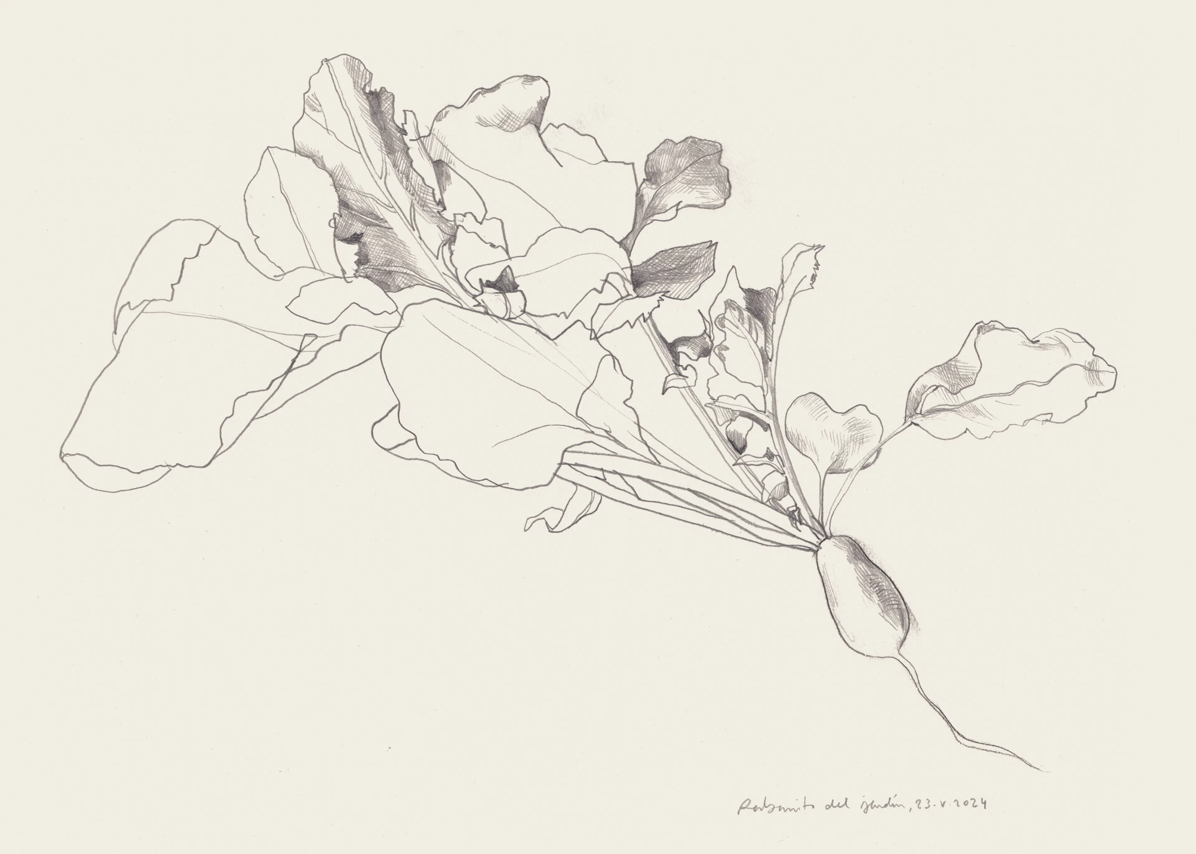 Delicate Iris Poster 0